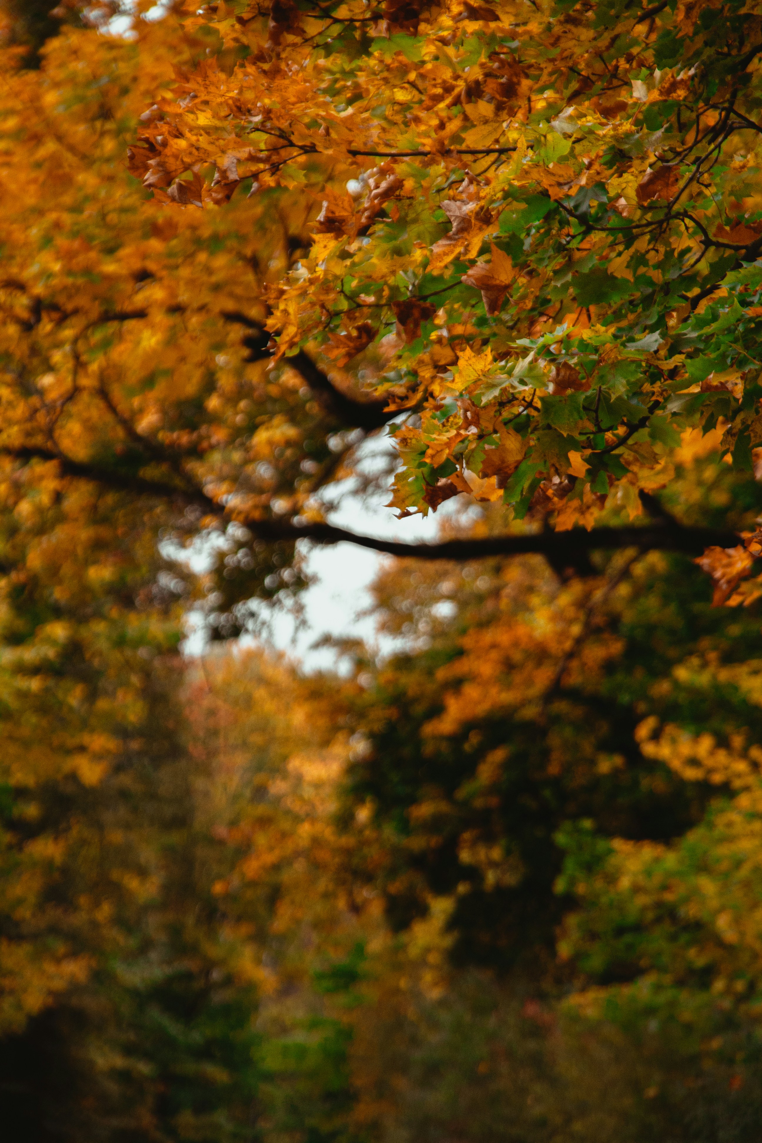 Photo by kulikovnik2