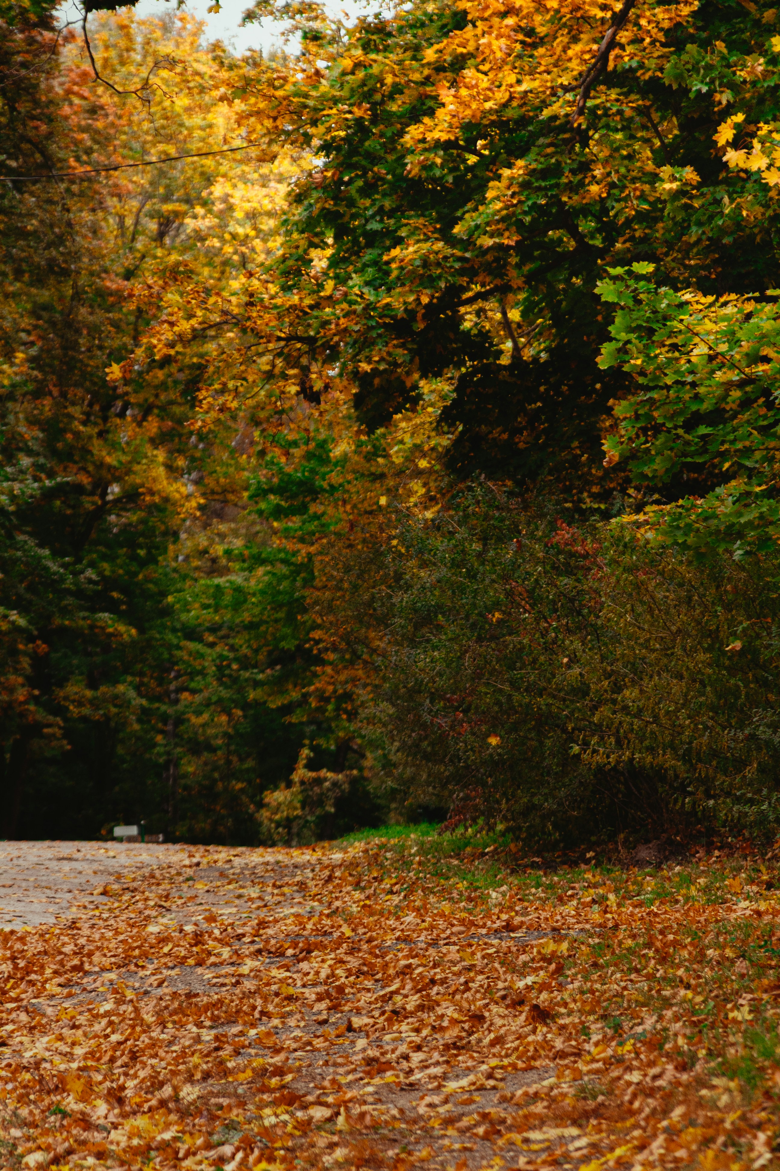 Photo by kulikovnik2