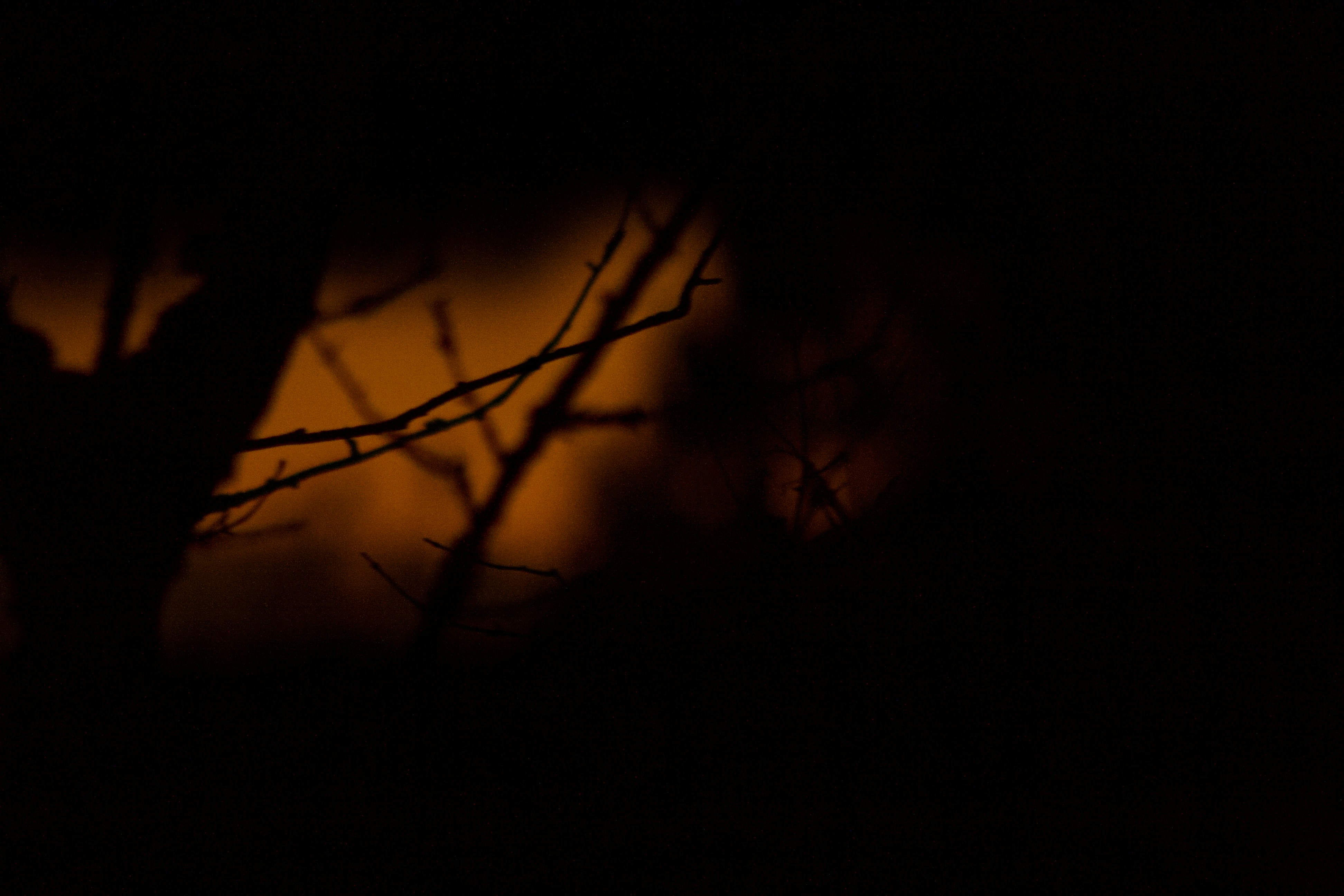 El susurro en la bruma