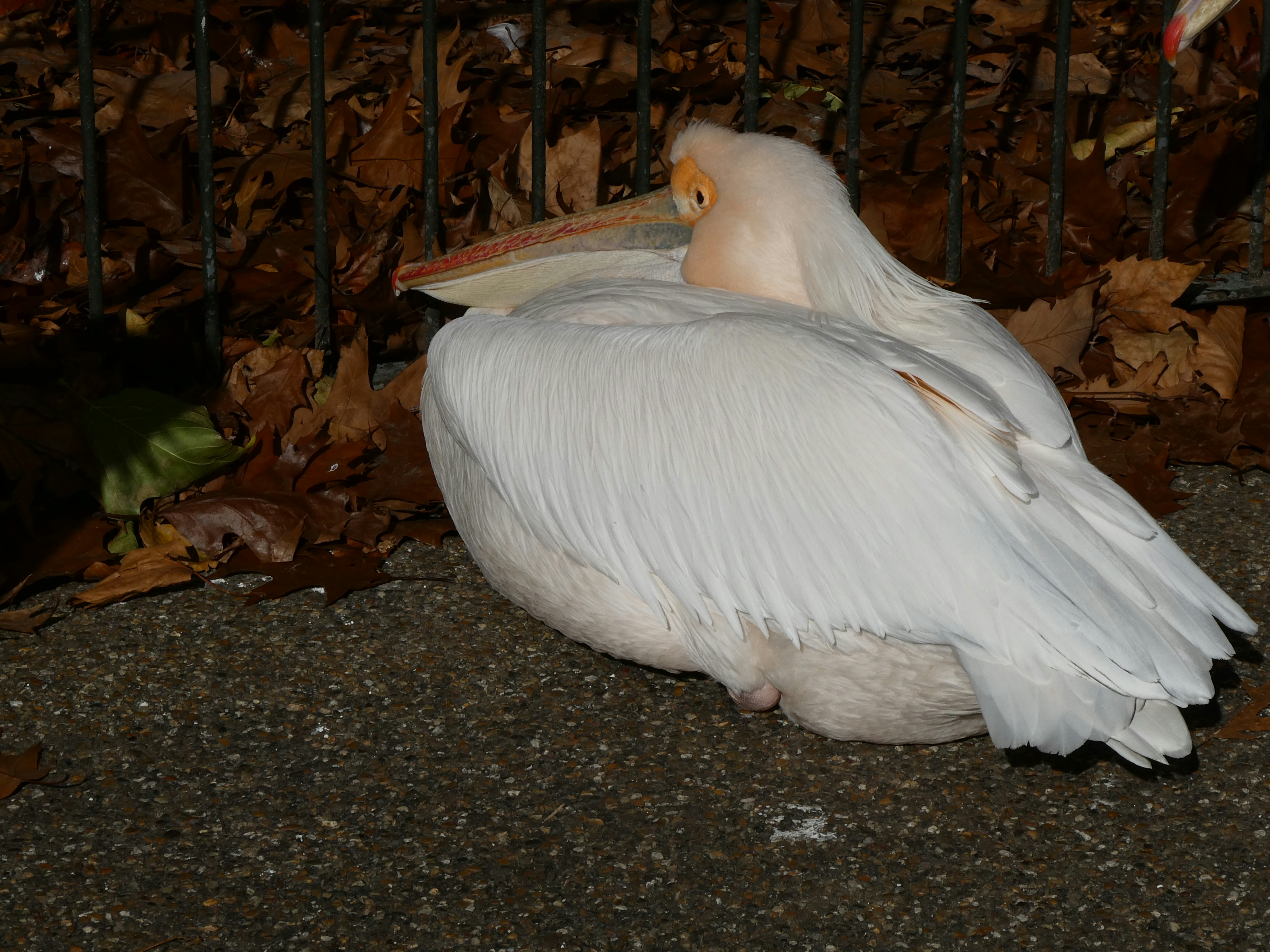 A white pelican rests on the ground.