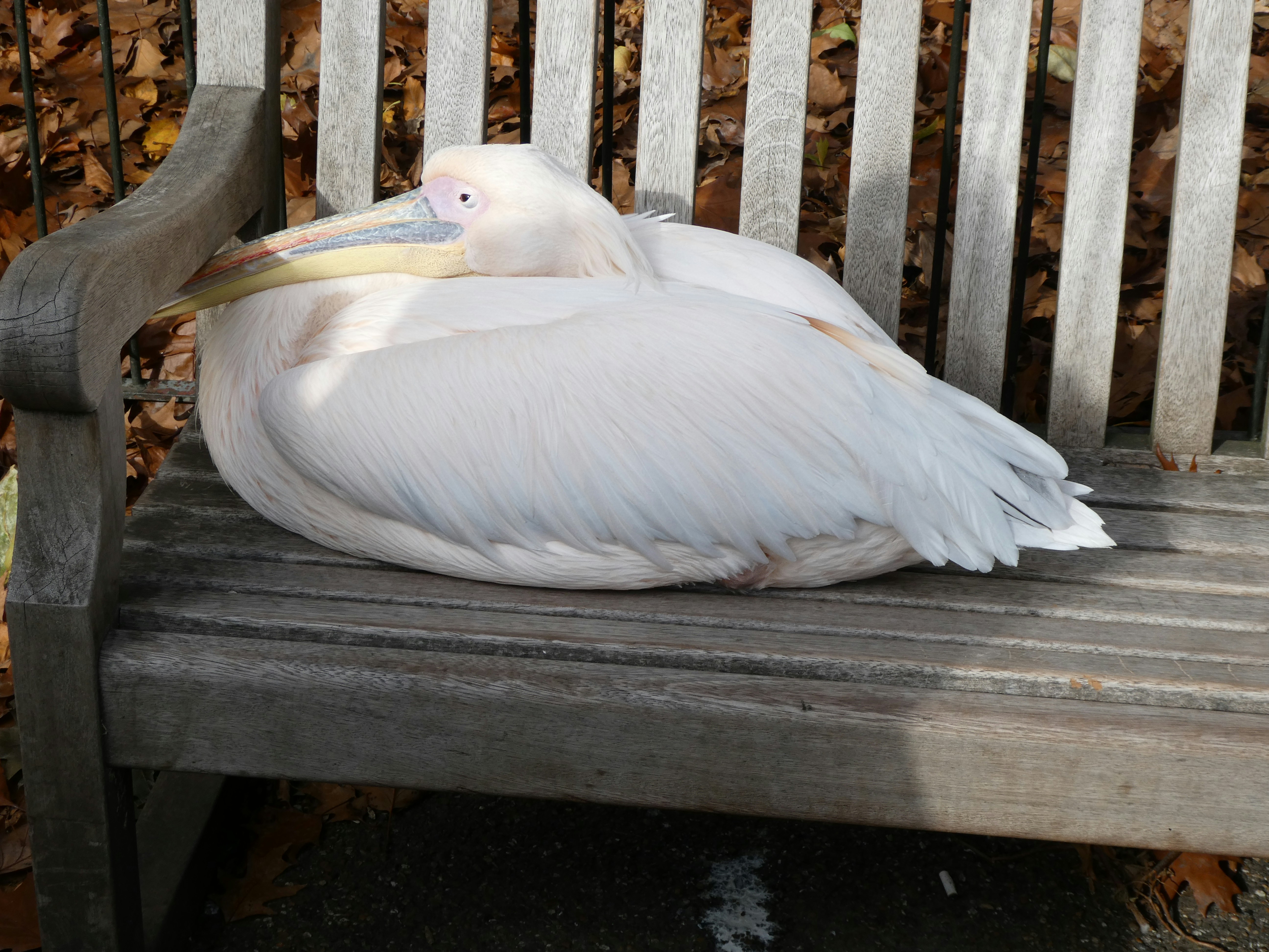 A white pelican rests on a wooden park bench.