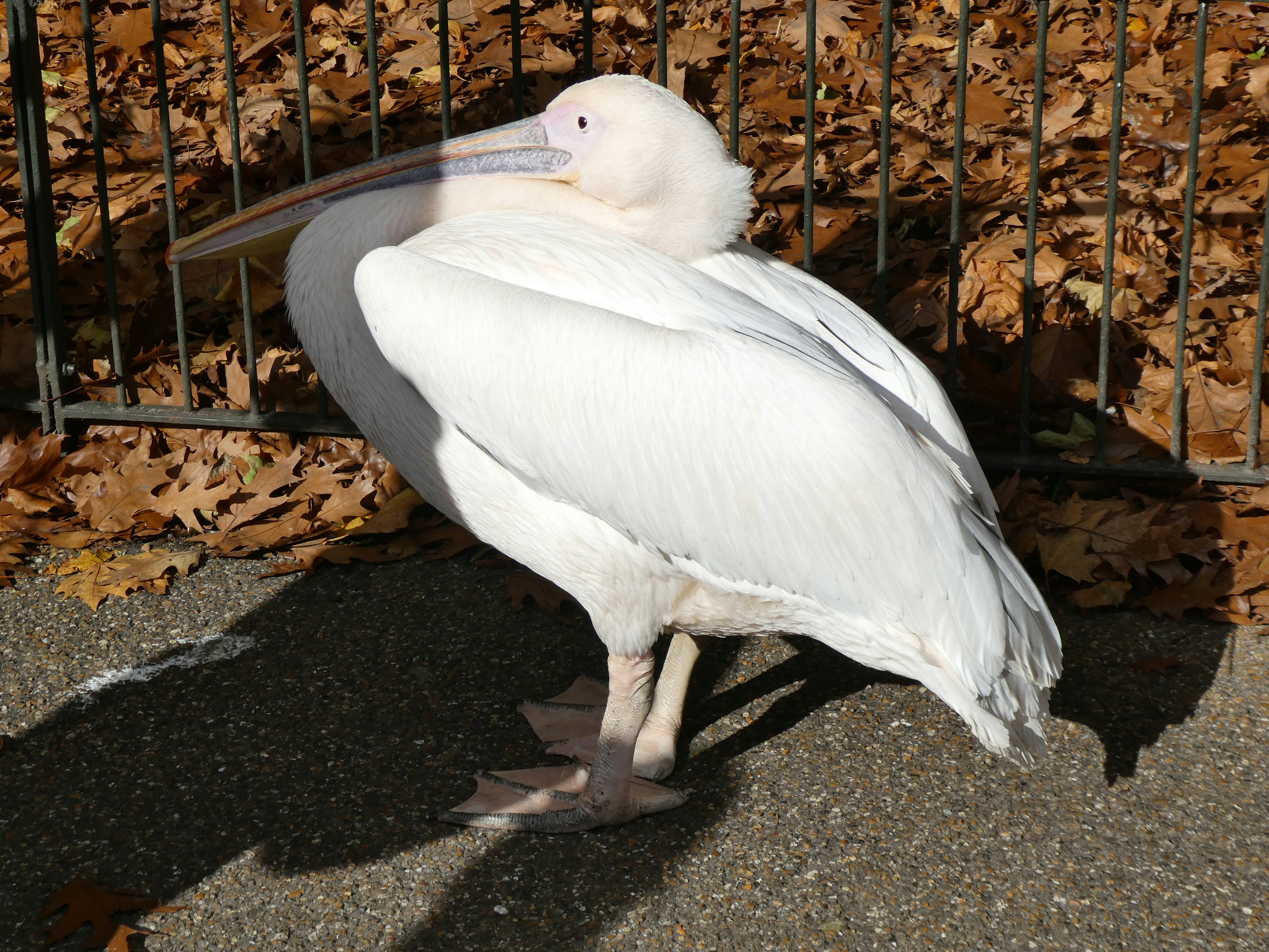 A white pelican stands on a paved surface.