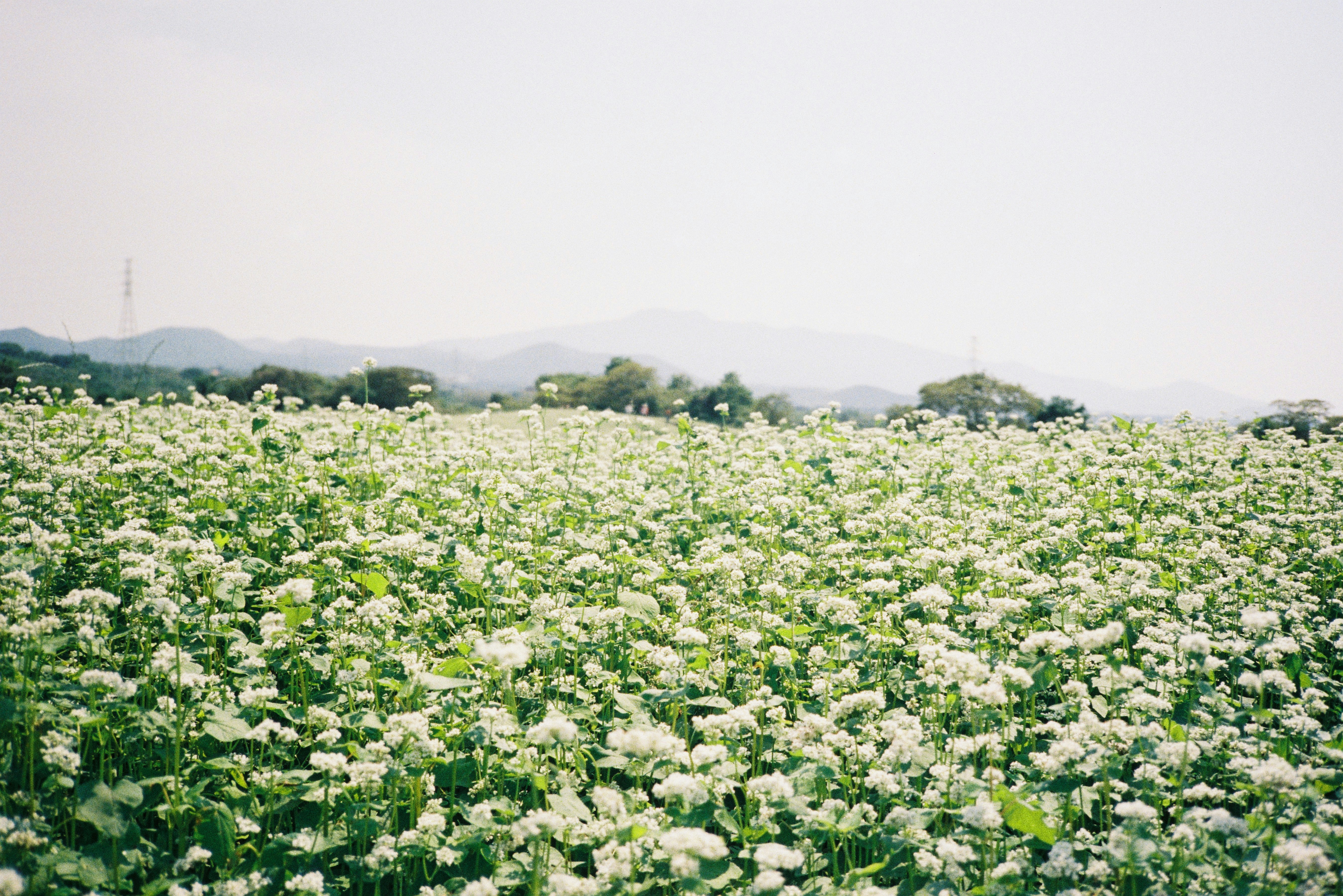 Vast field of white buckwheat flowers under a hazy sky.