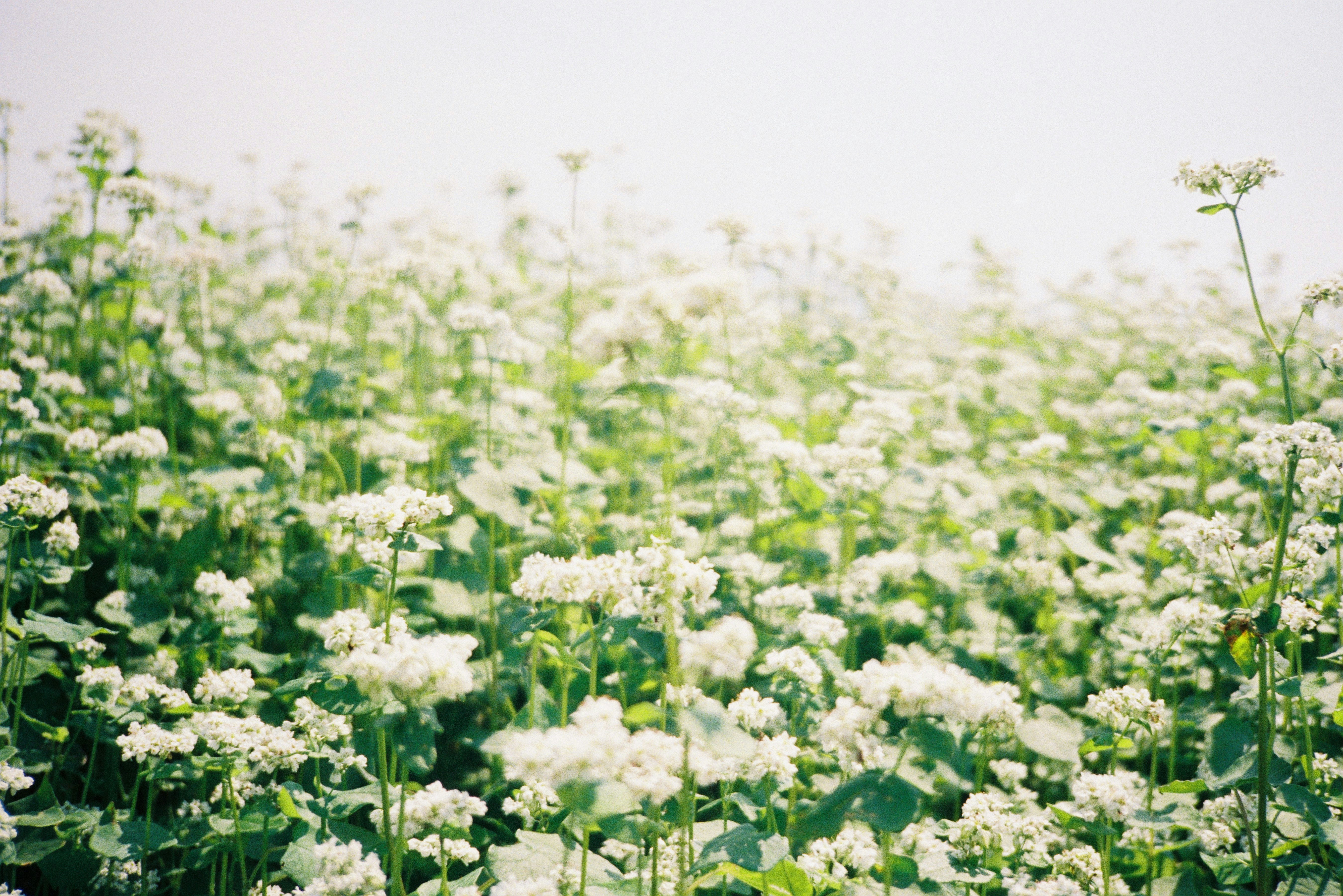 A field of white buckwheat flowers under a bright sky