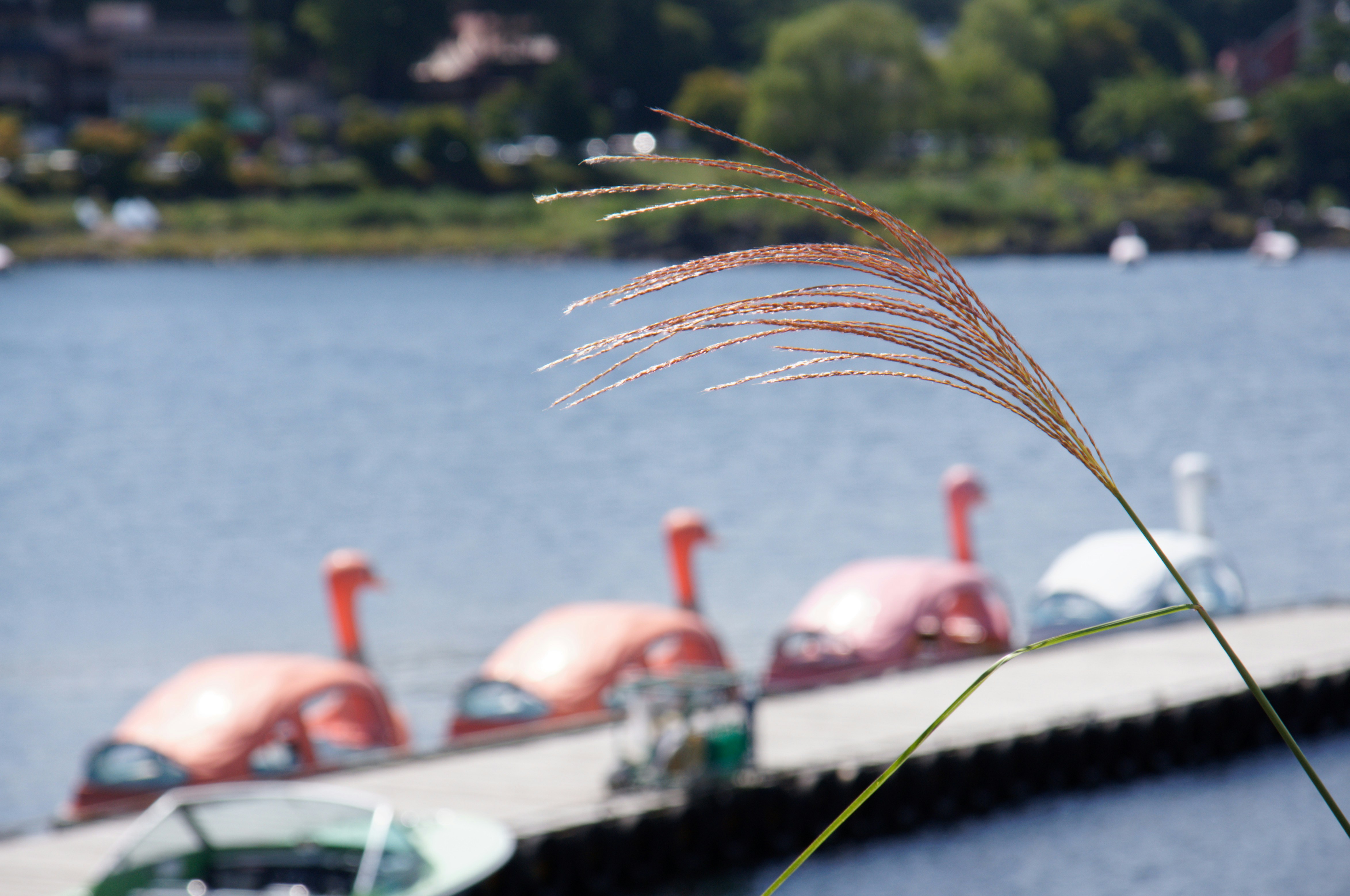 Swan pedal boats docked on a calm lake