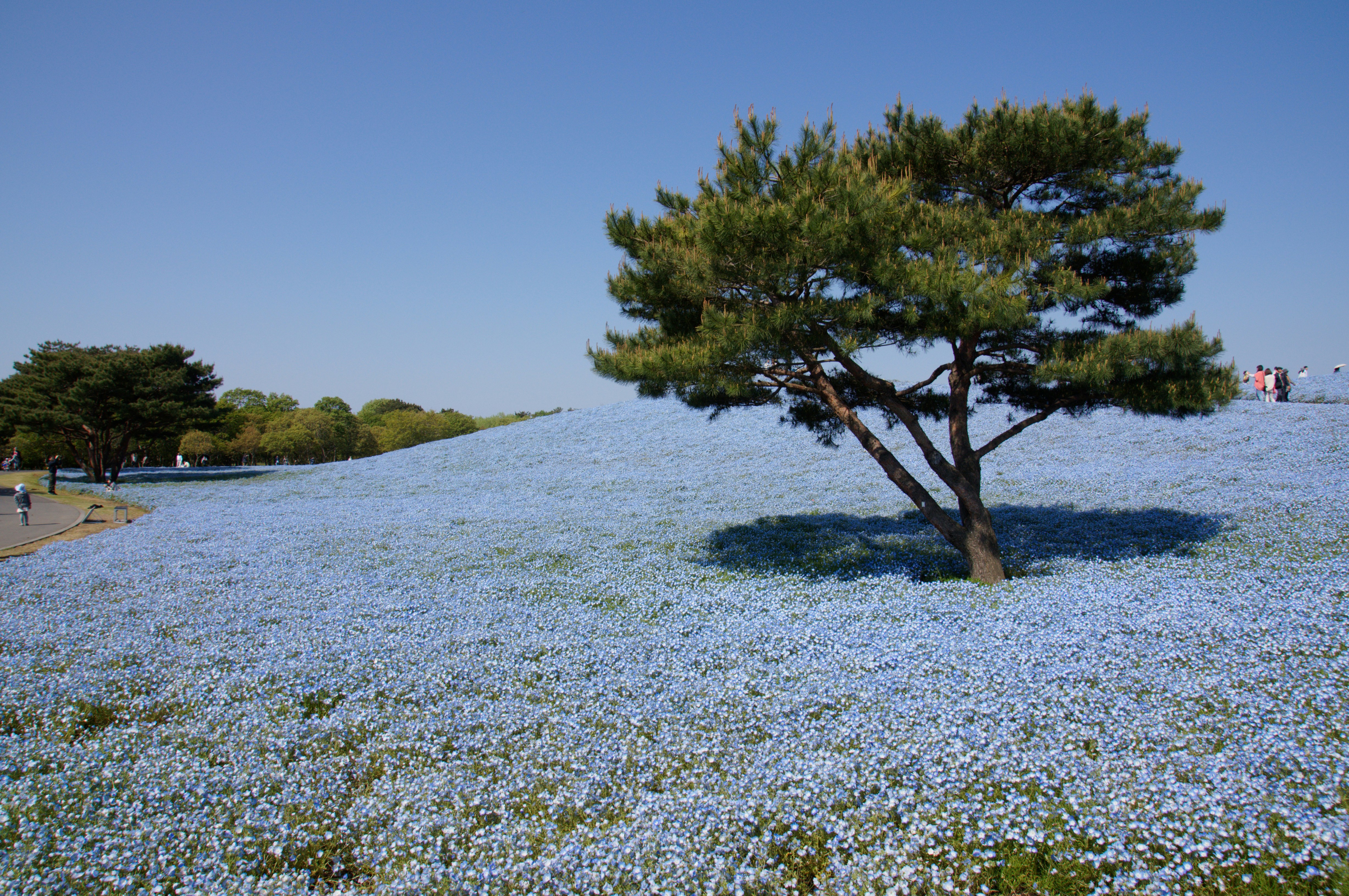 A field of blue flowers with a tree