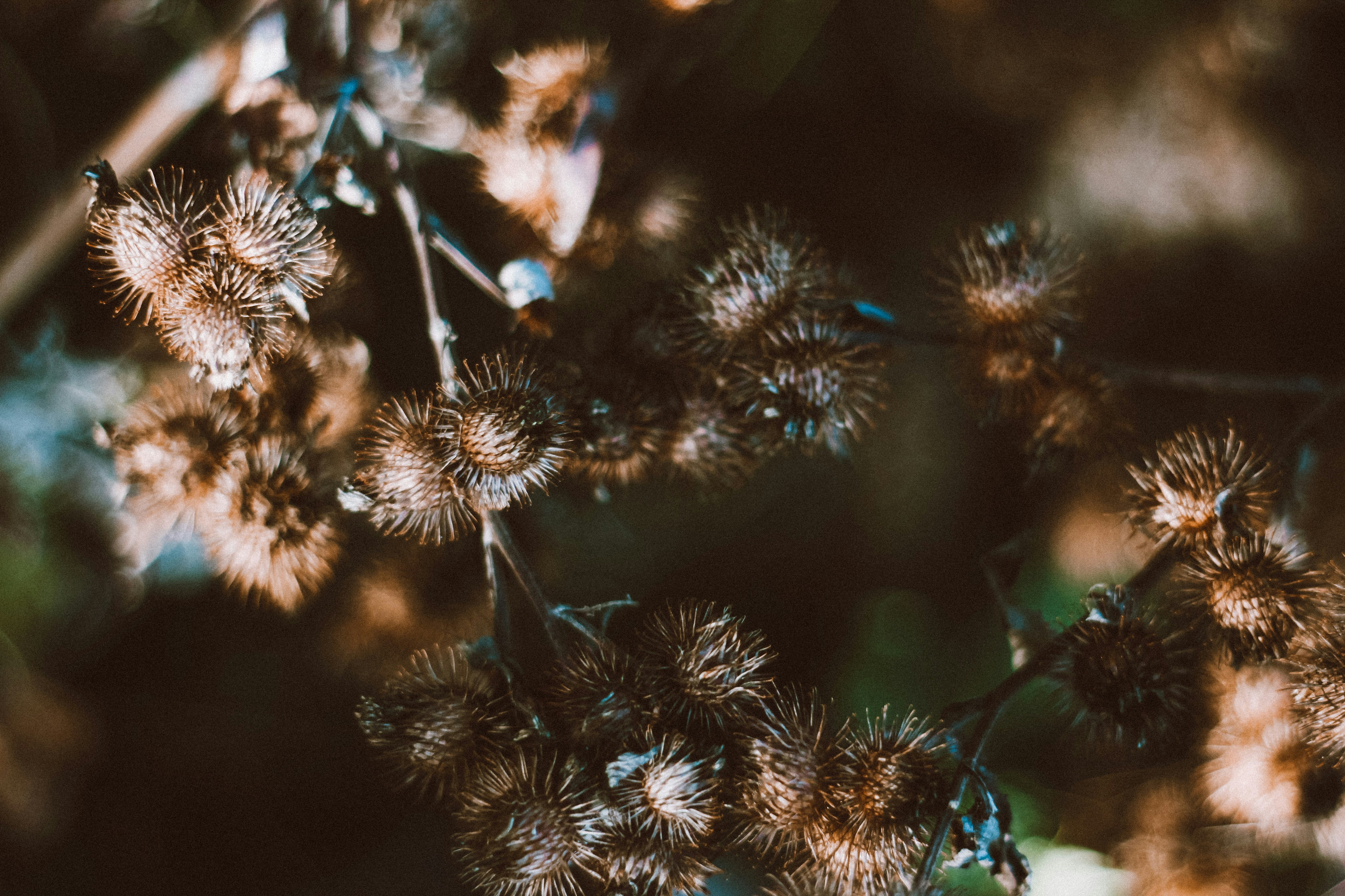 Photo by lanathegraves