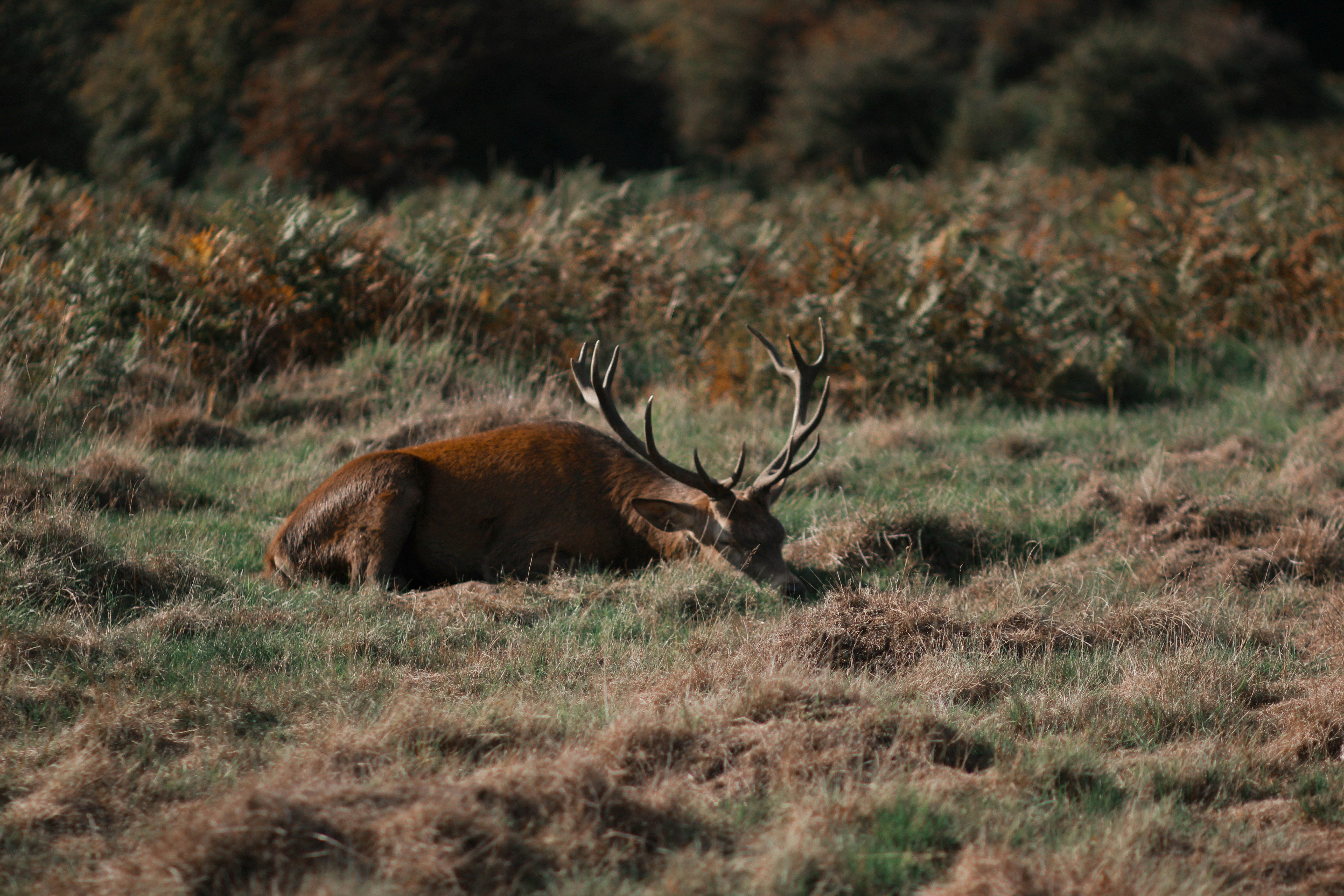 Un gran ciervo con cuernos descansa en un campo cubierto de hierba.