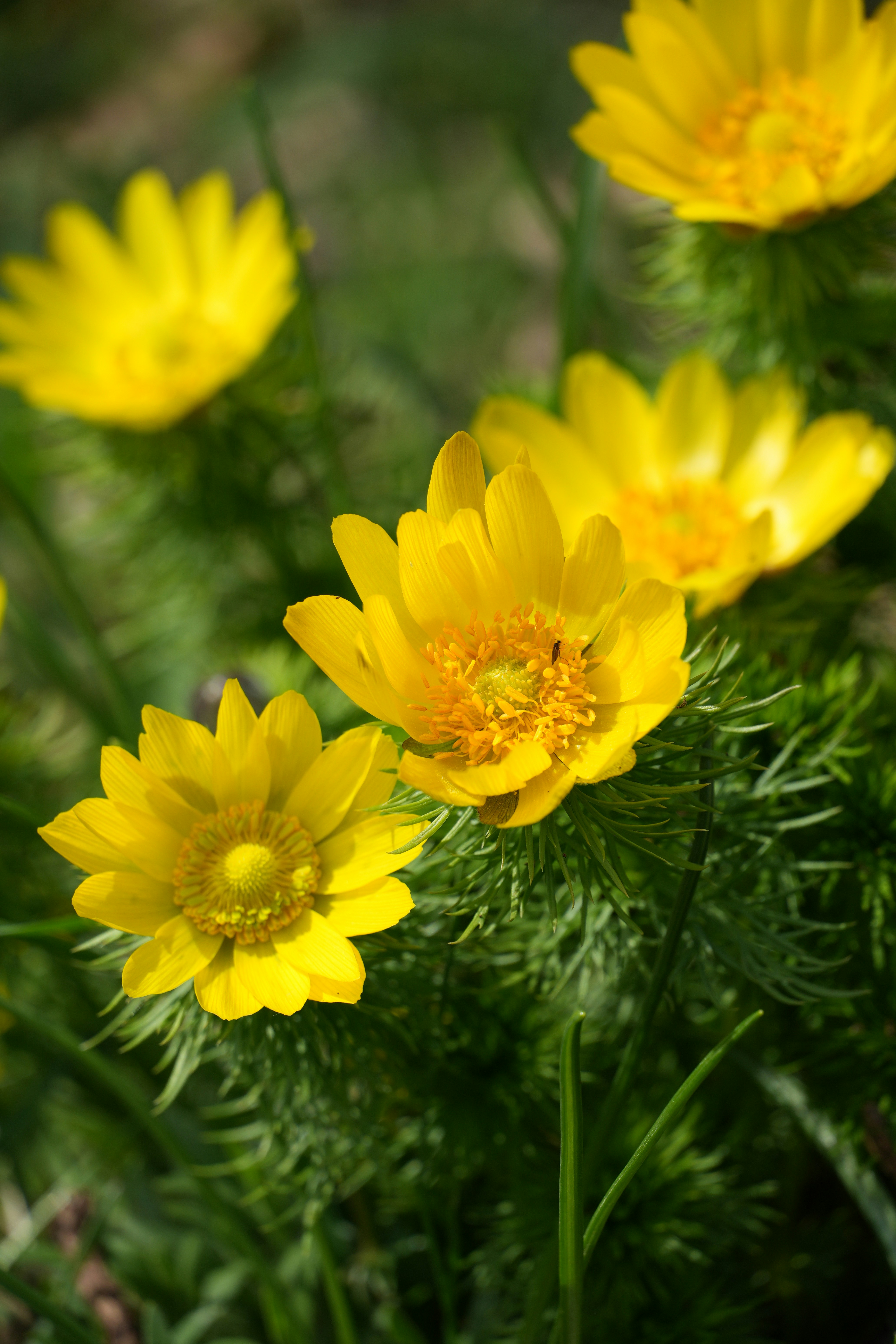 Bright yellow wildflowers bloom in green foliage