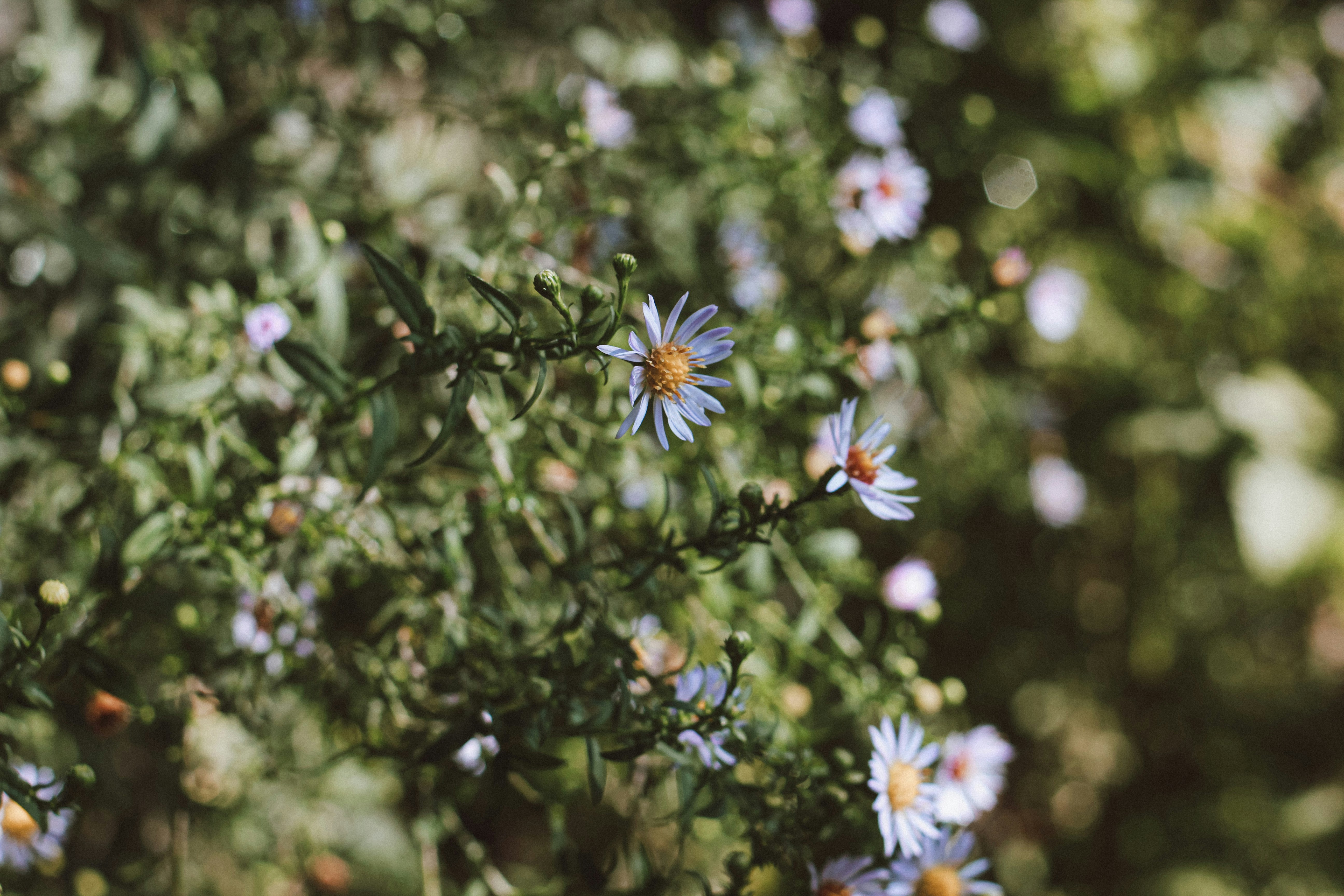 Photo by lanathegraves