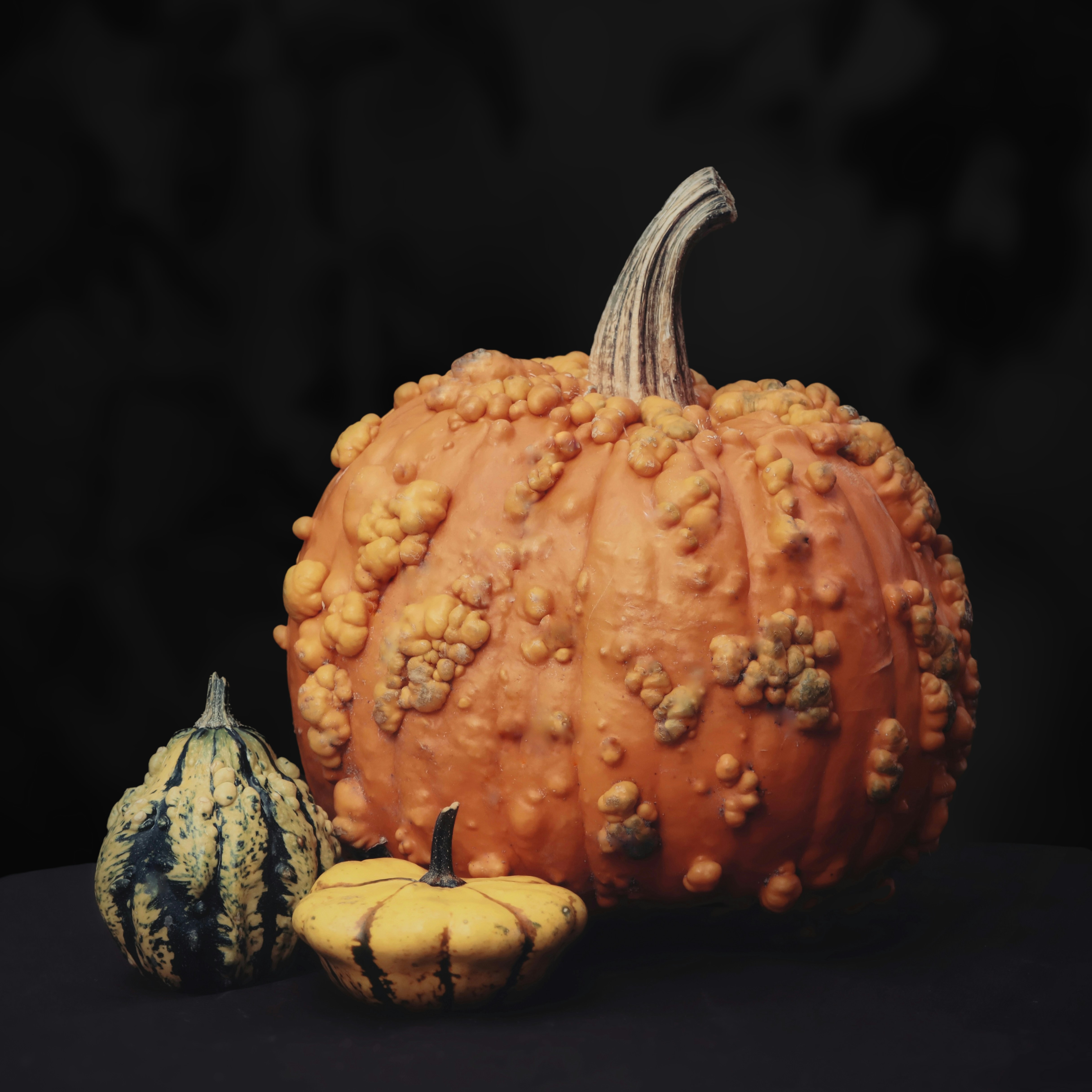 Photo by stephgibeaultart