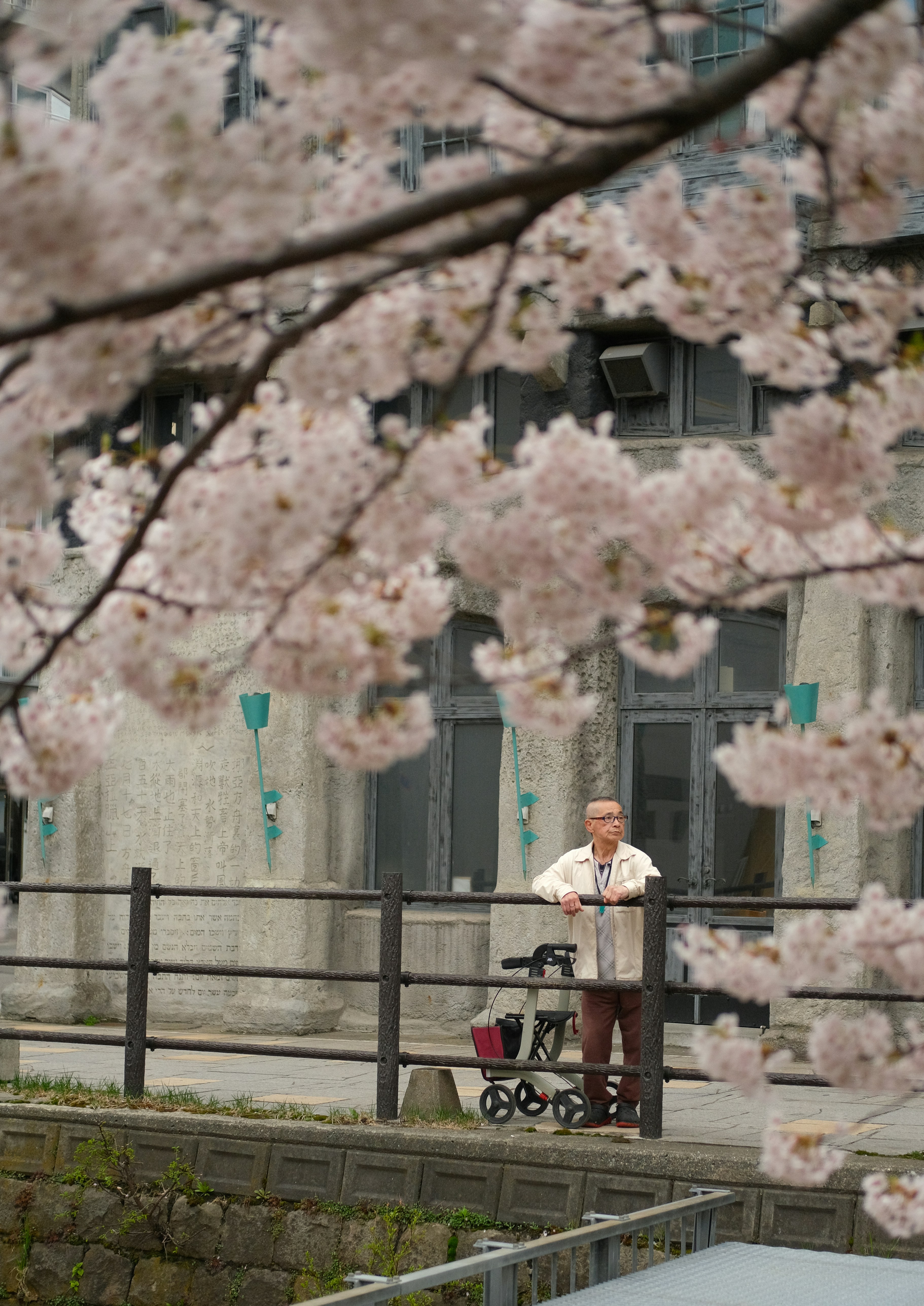 Elderly man with walker by cherry blossoms