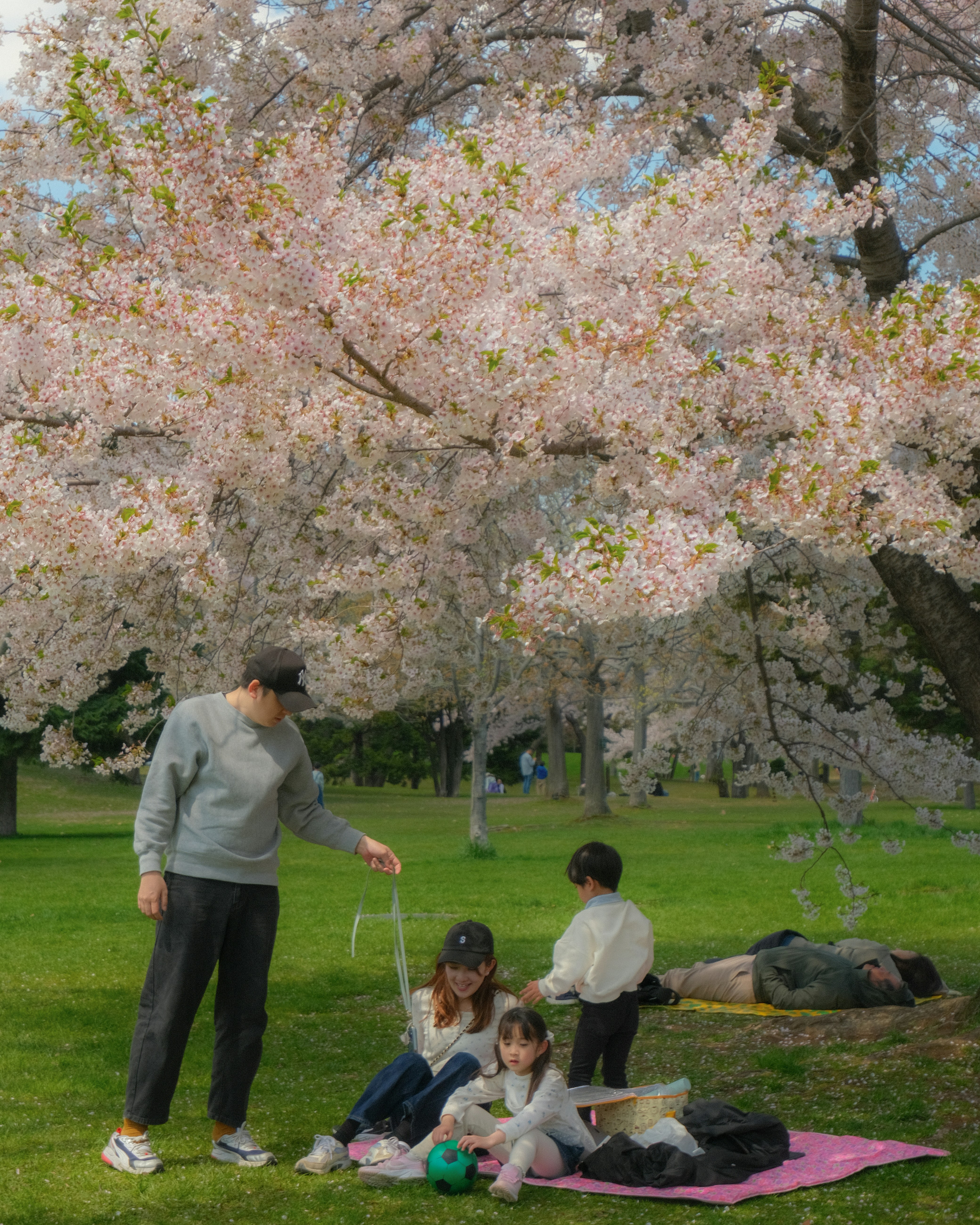 Família desfrutando de um piquenique sob as cerejeiras em flor.