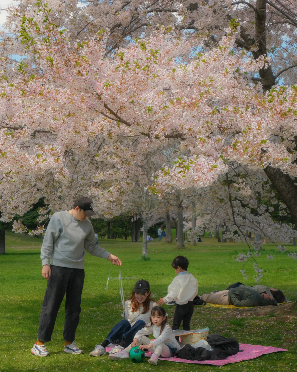 Family enjoying a picnic under blooming trees in spring
