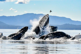 Humpback whales breaching and feeding in ocean waters