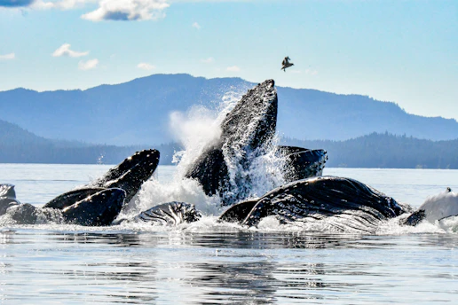 Humpback whales breaching and feeding in ocean waters