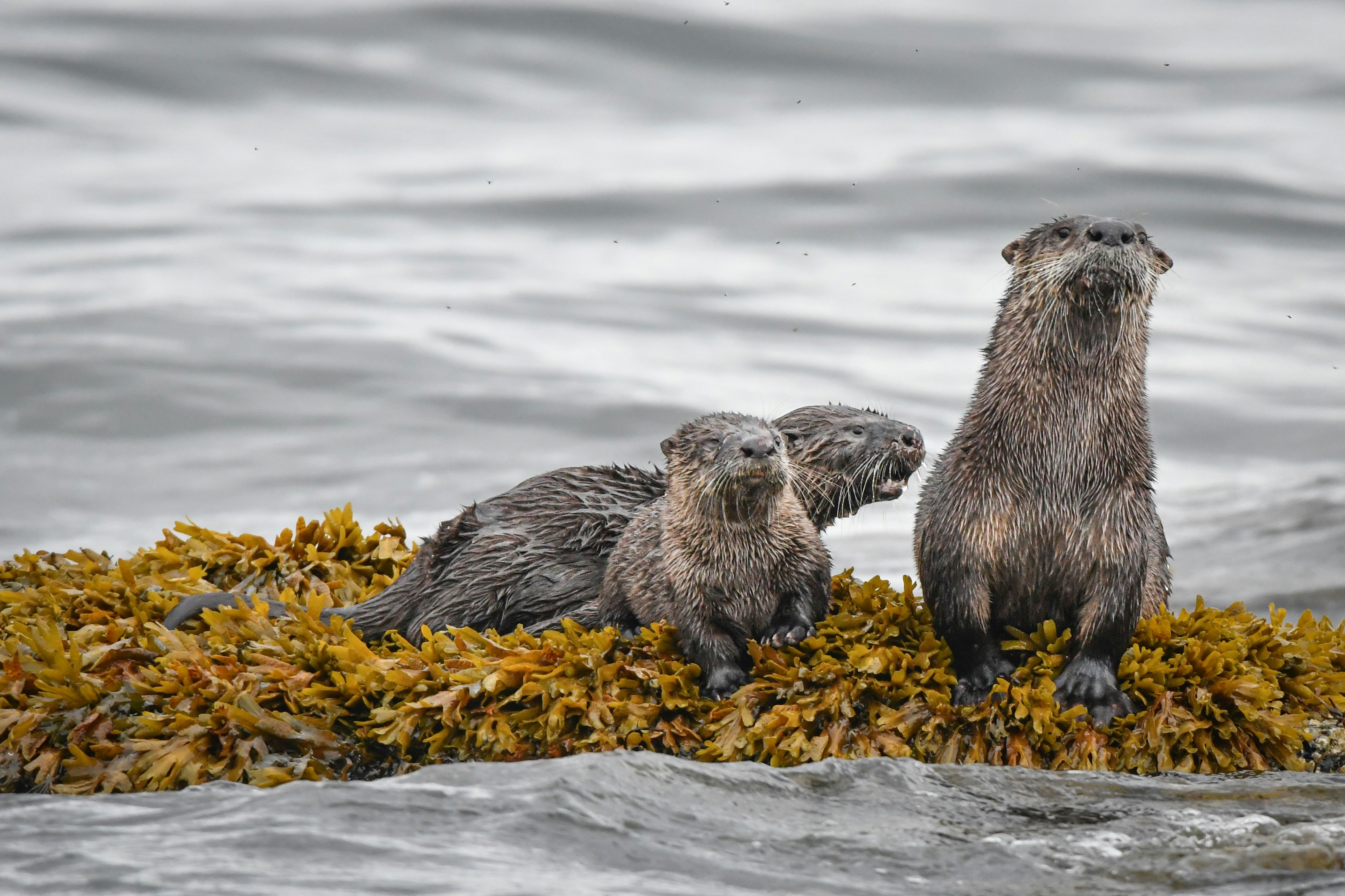 Three otters resting on seaweed in the water