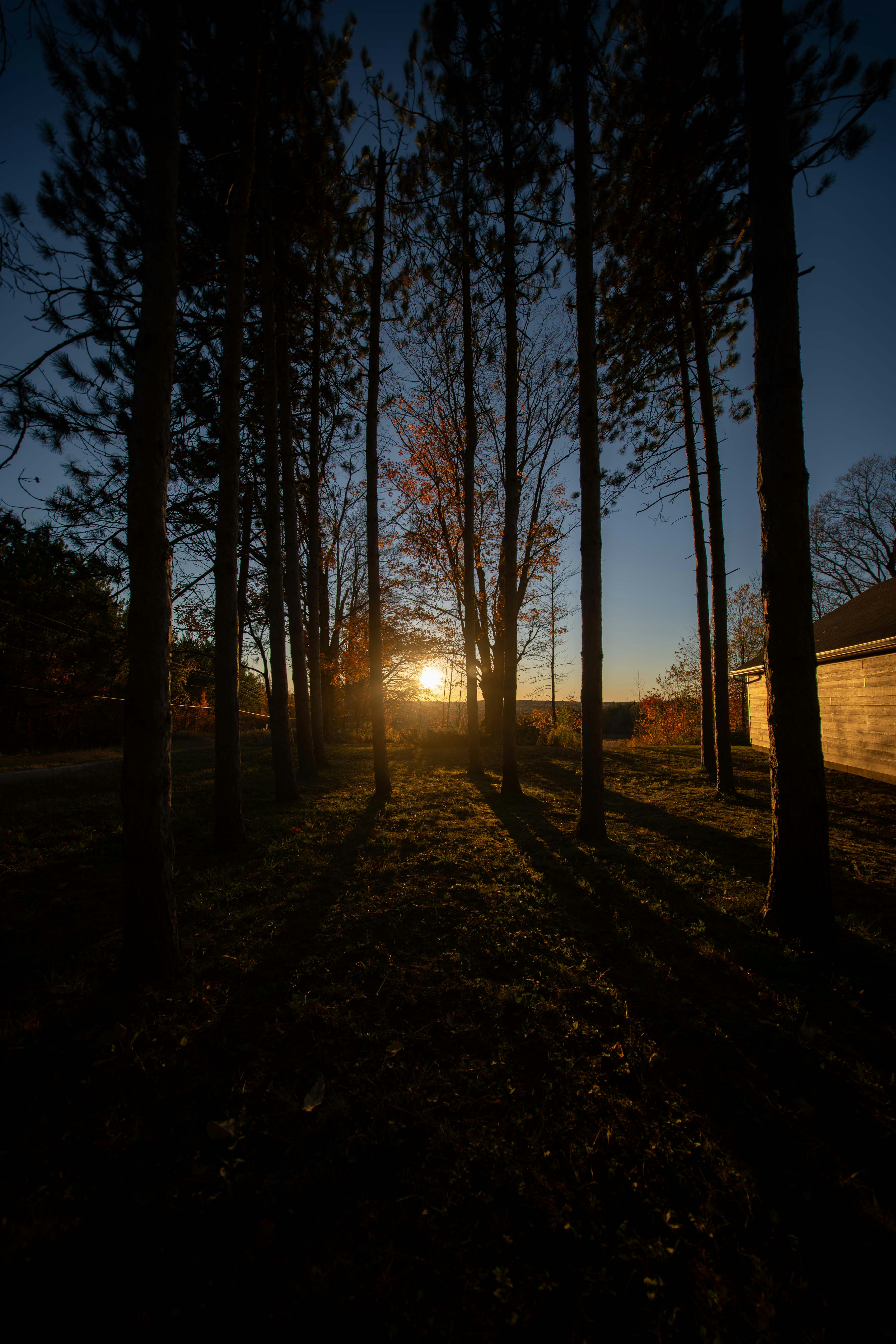 Sonnenuntergang durch hohe Kiefern in der Abenddämmerung zu sehen.