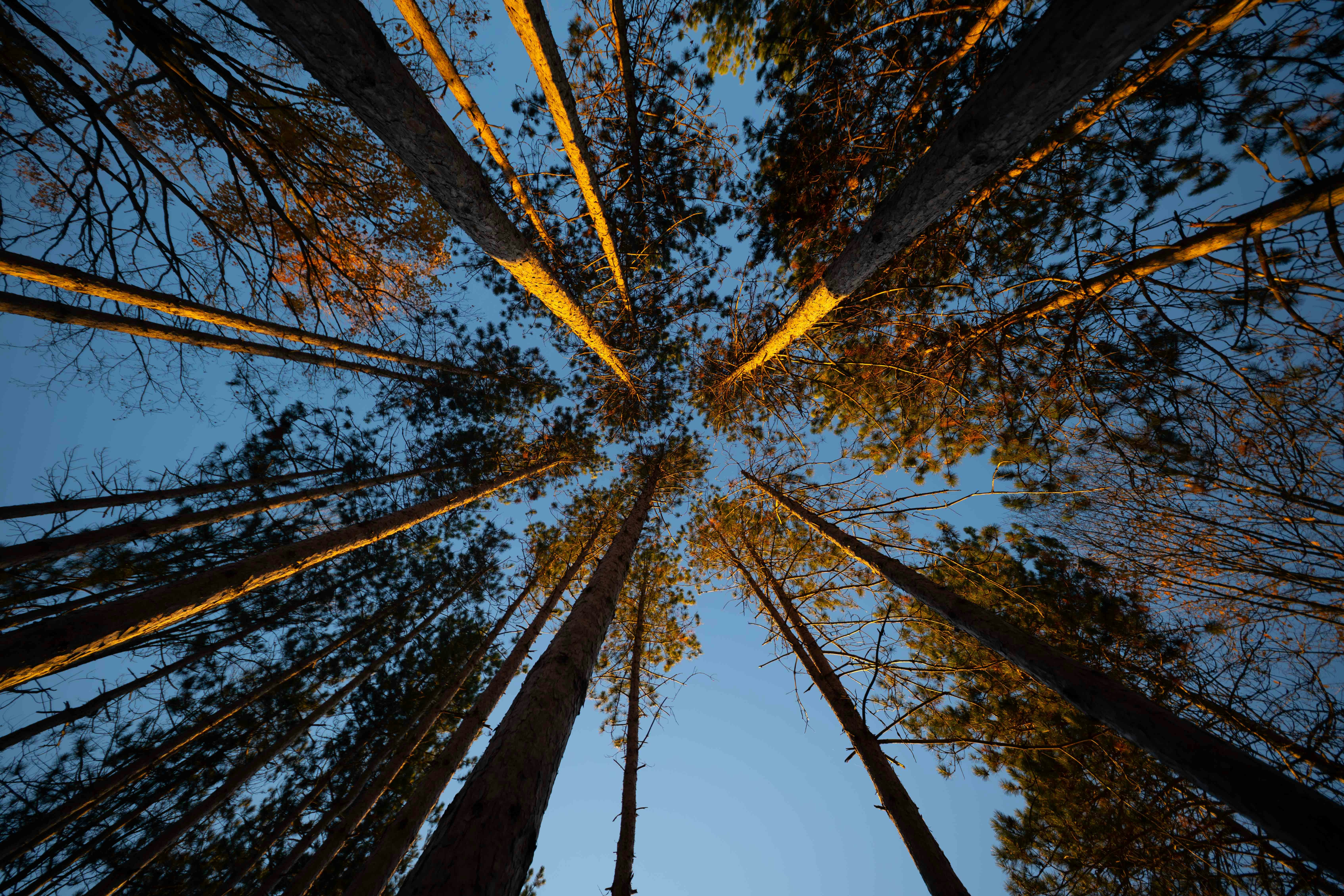 Hohe Bäume vor einem dämmernden Himmel