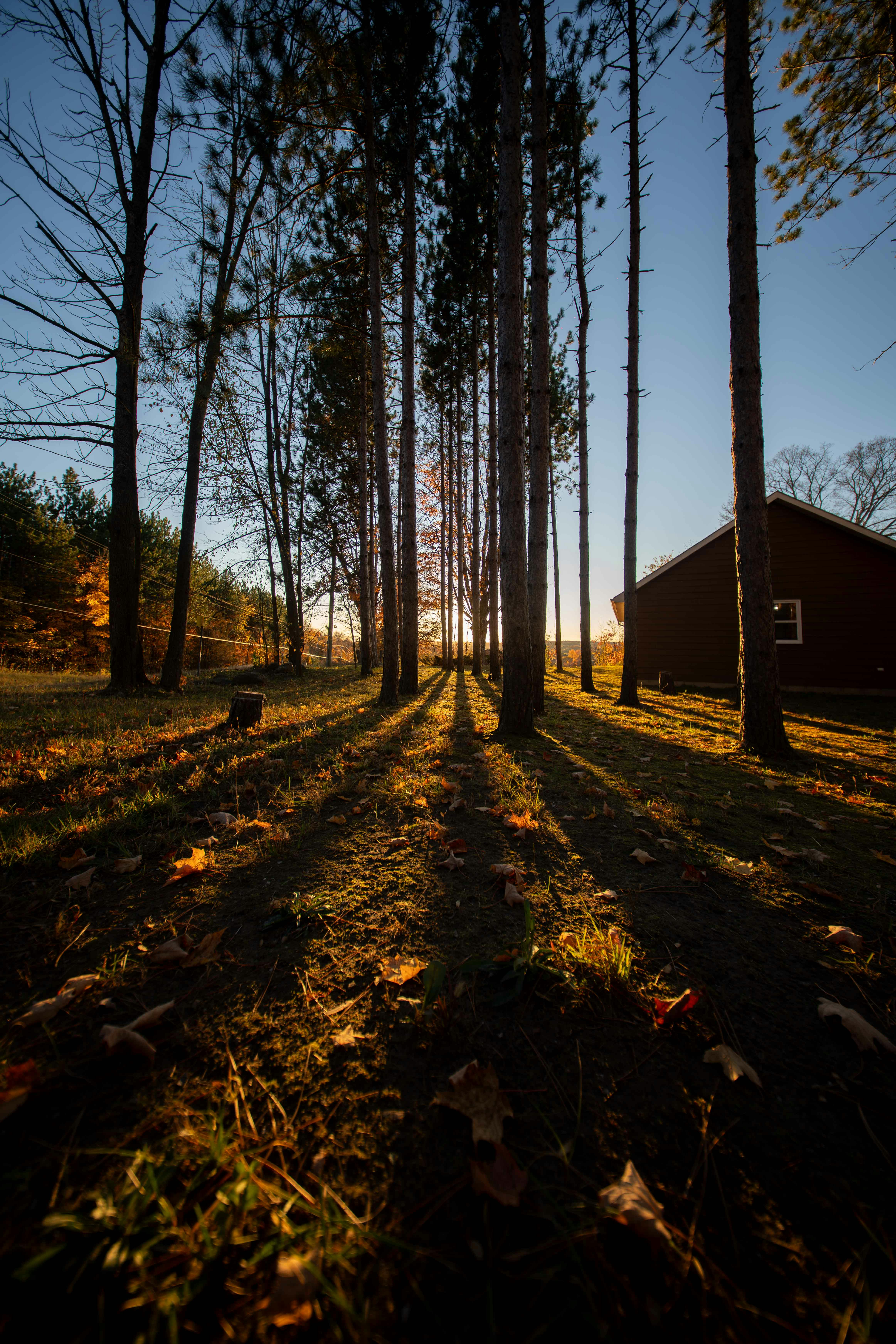 Lange Schatten ziehen sich über ein grasbewachsenes Feld in der Nähe von Bäumen.