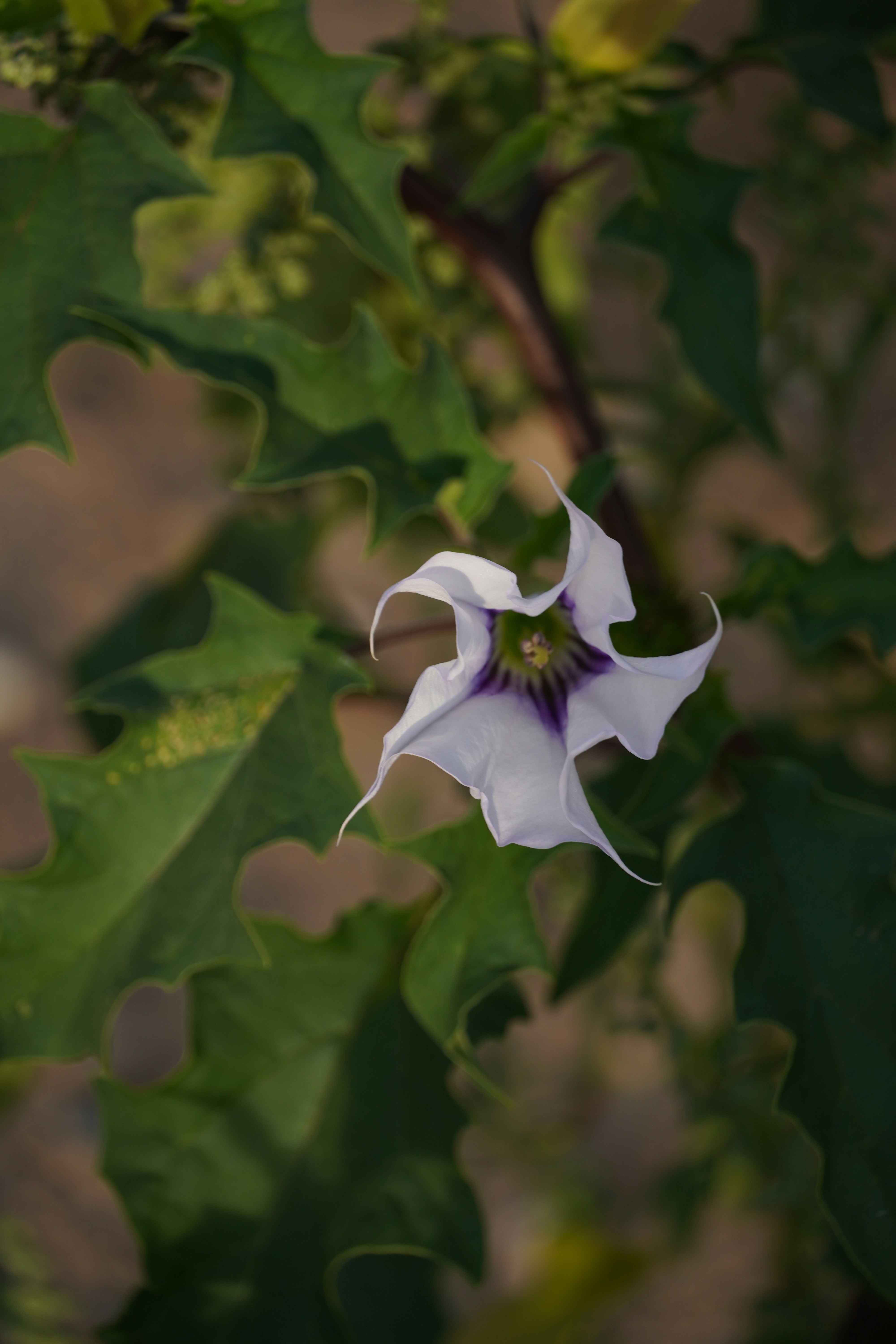 A delicate white flower with purple accents.