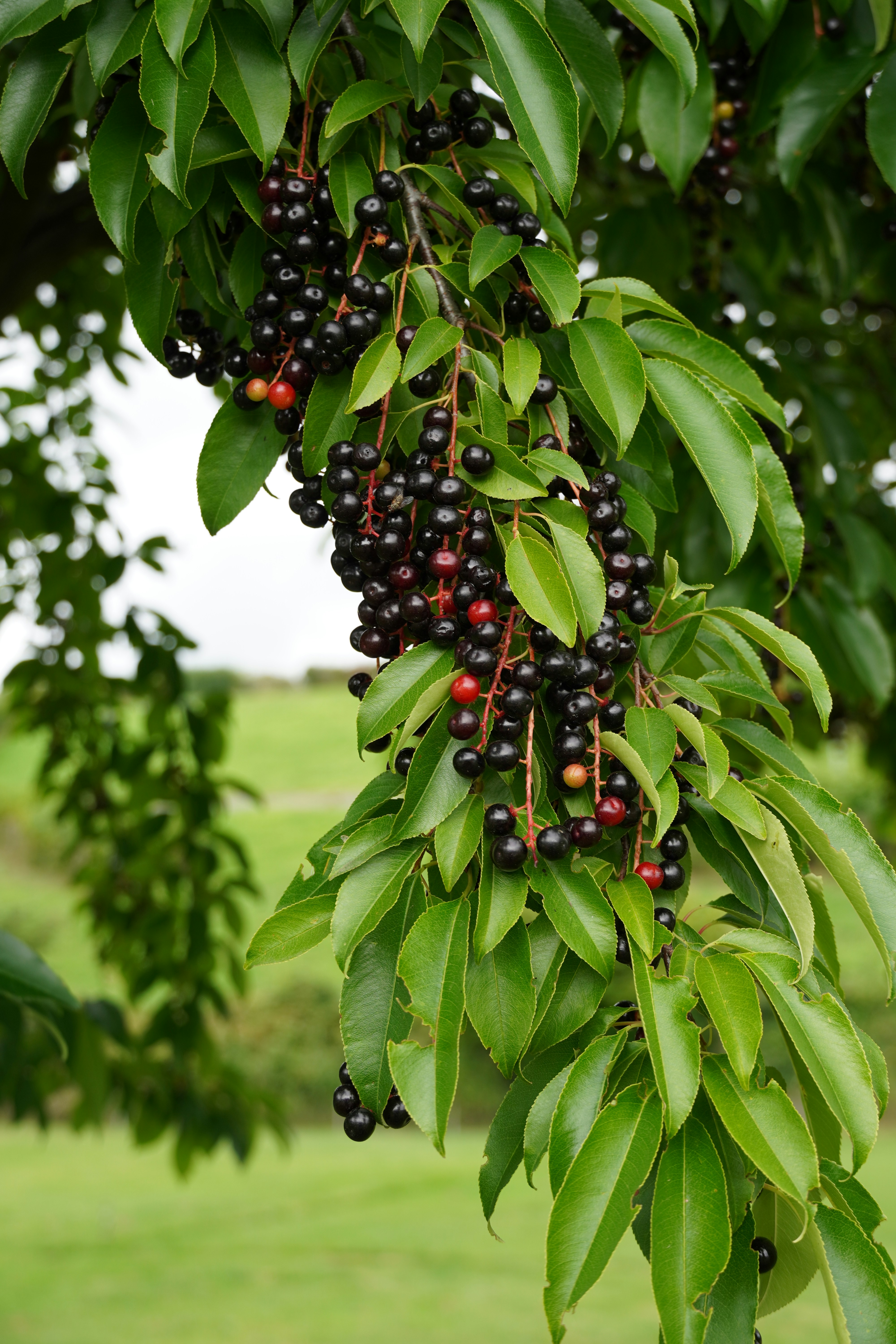 Photo by anneliese_klotz