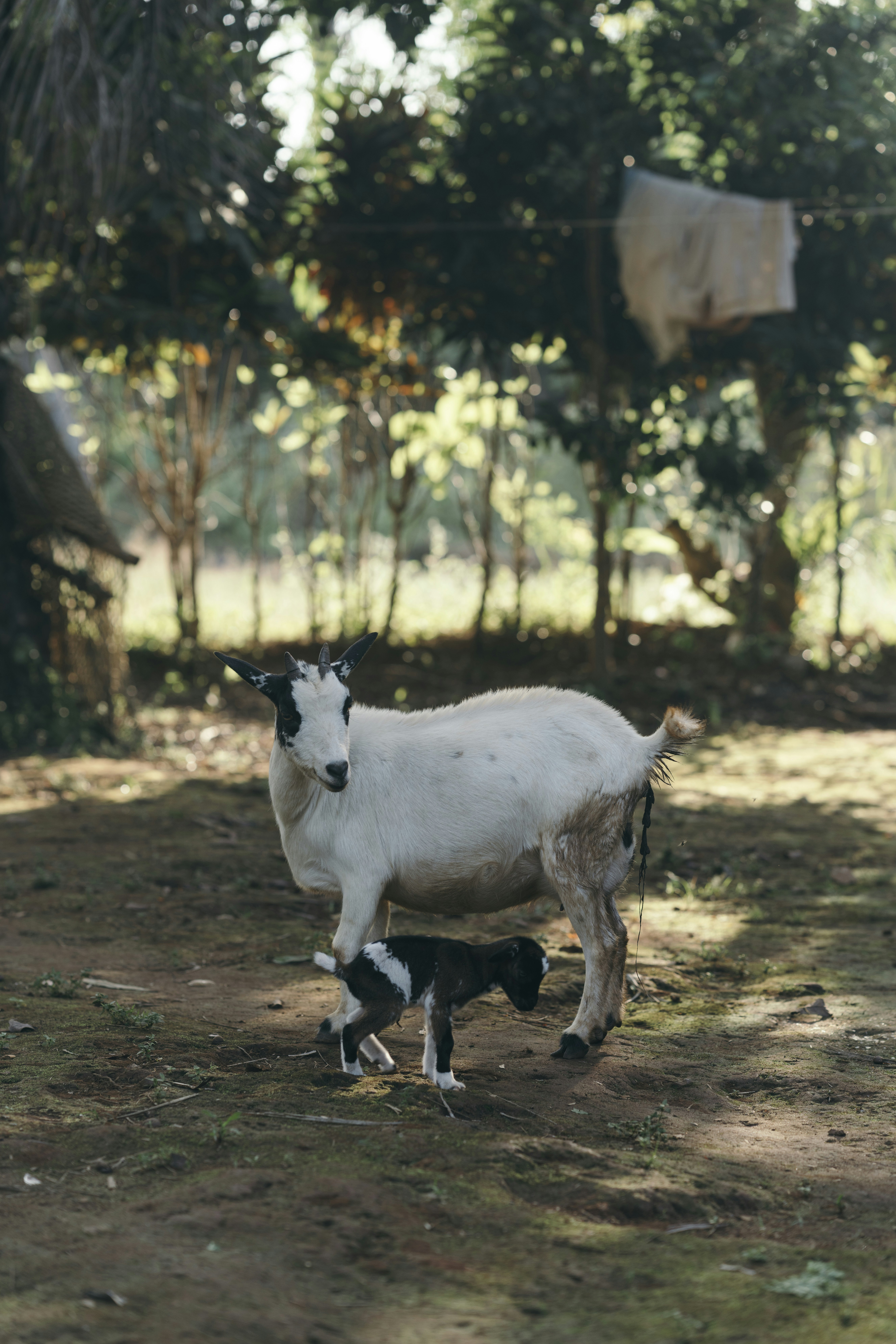 A mother goat with her kid standing kid