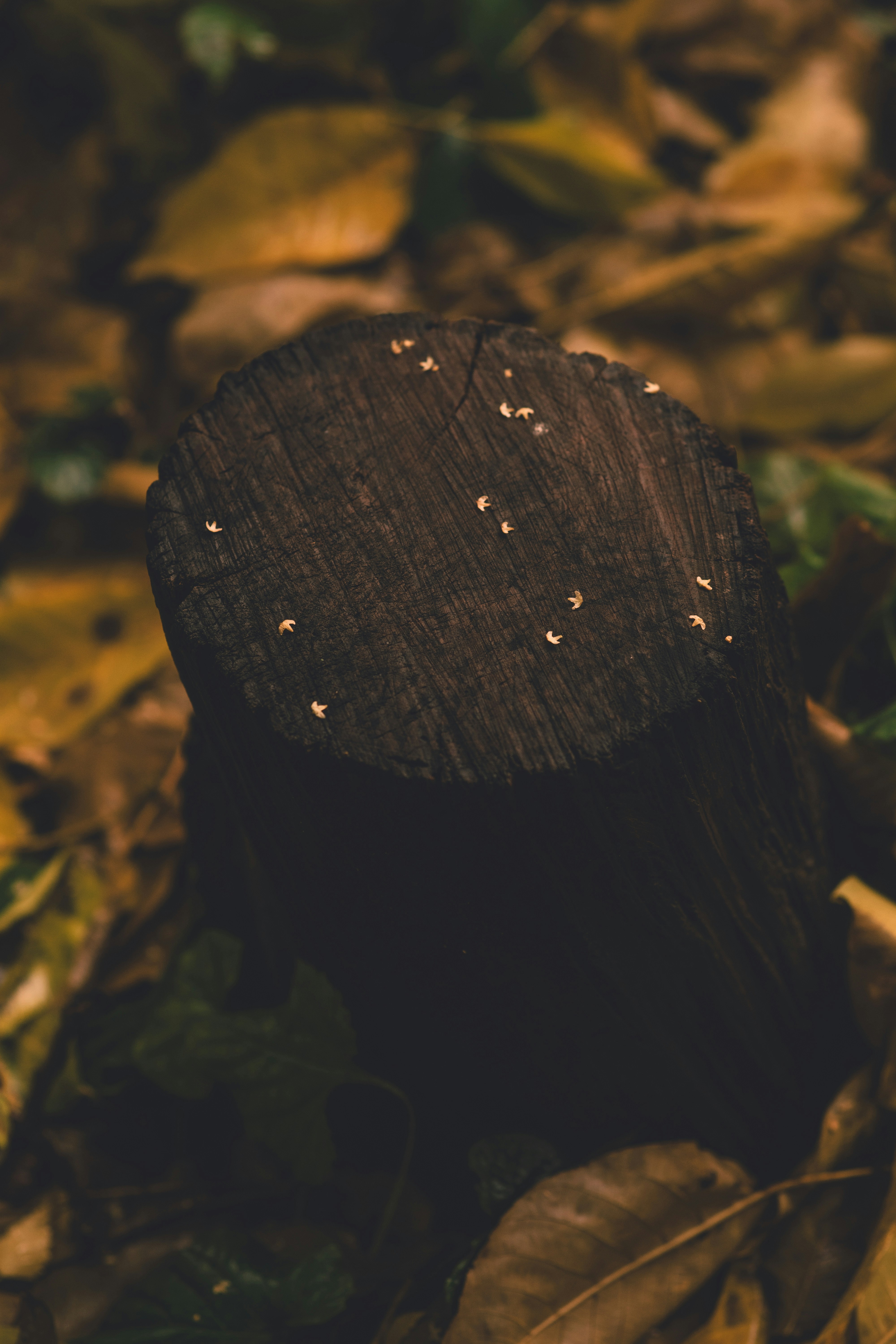紅葉に囲まれた暗い木の切り株