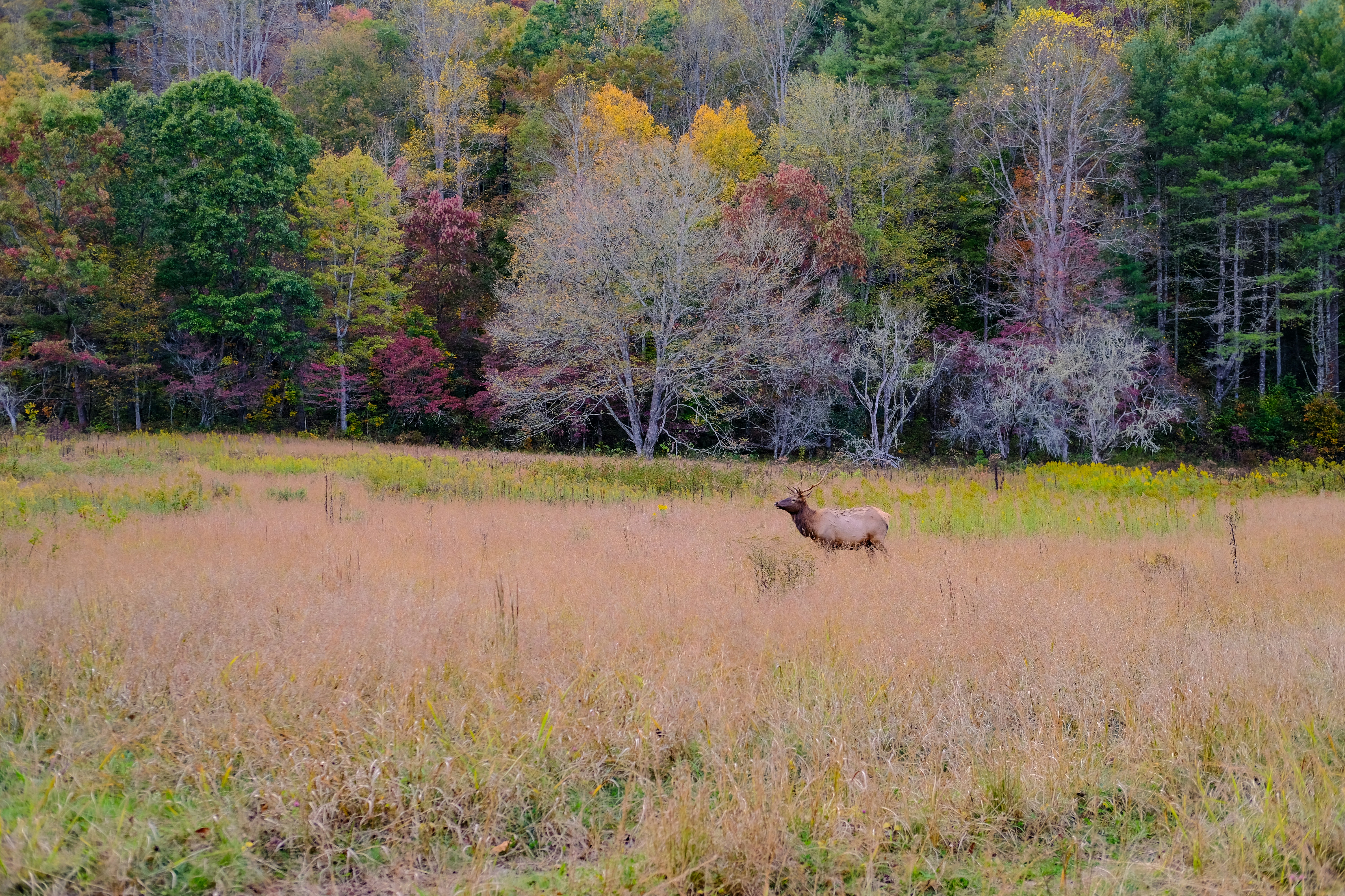 Deer grazing in a field with autumn trees