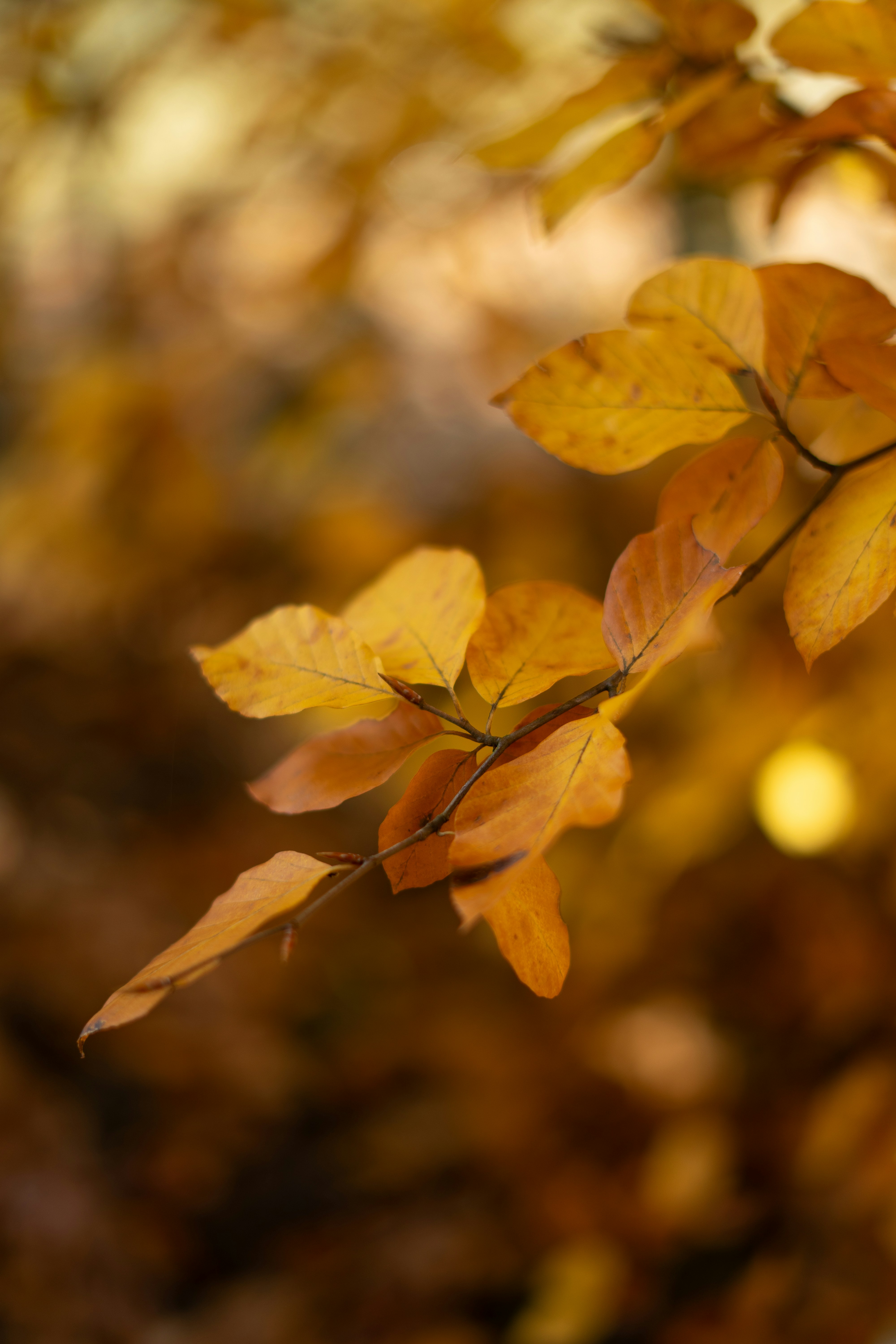 Photo by pongracznoemi