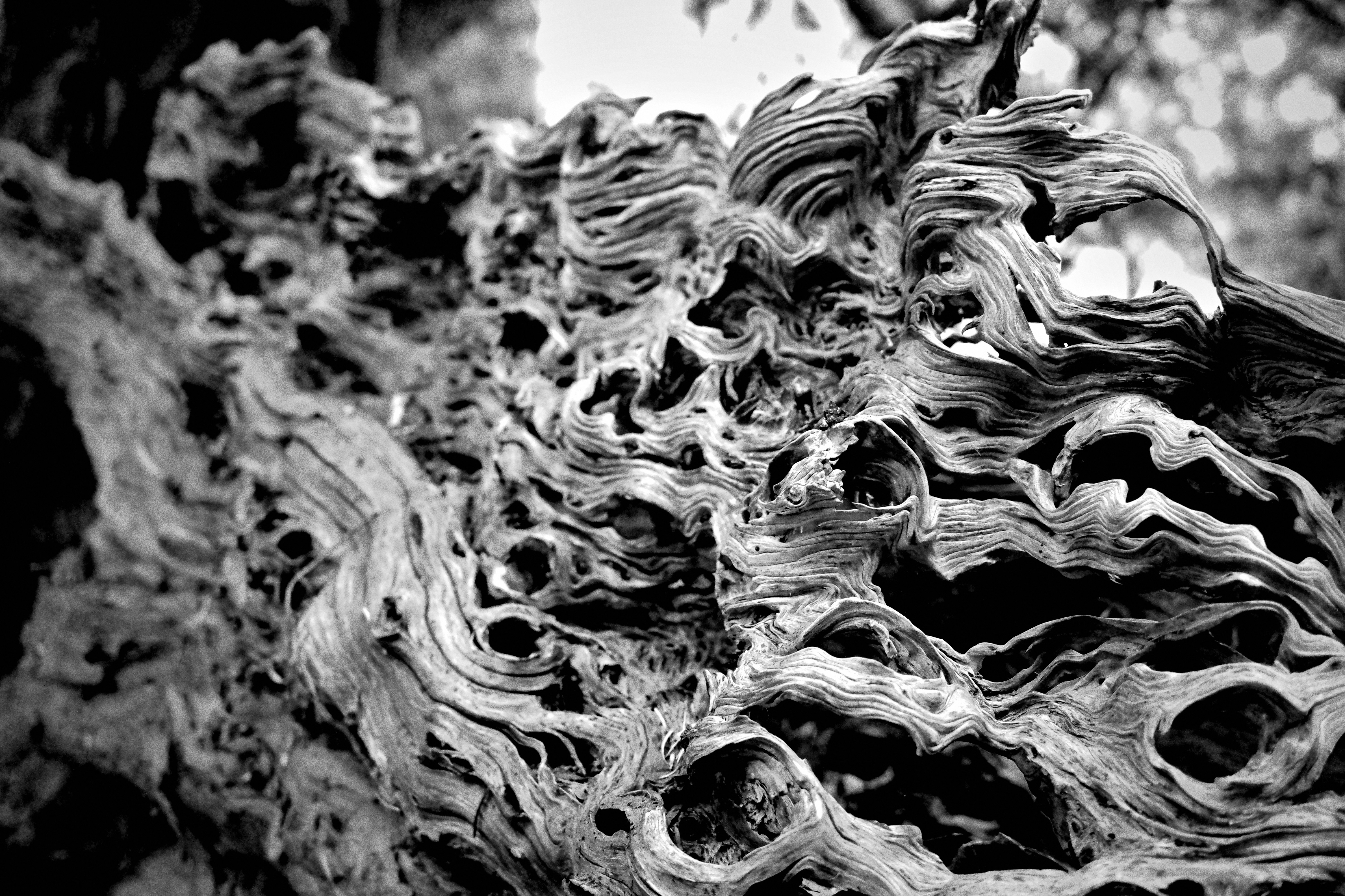 Photo by tomasrobertson