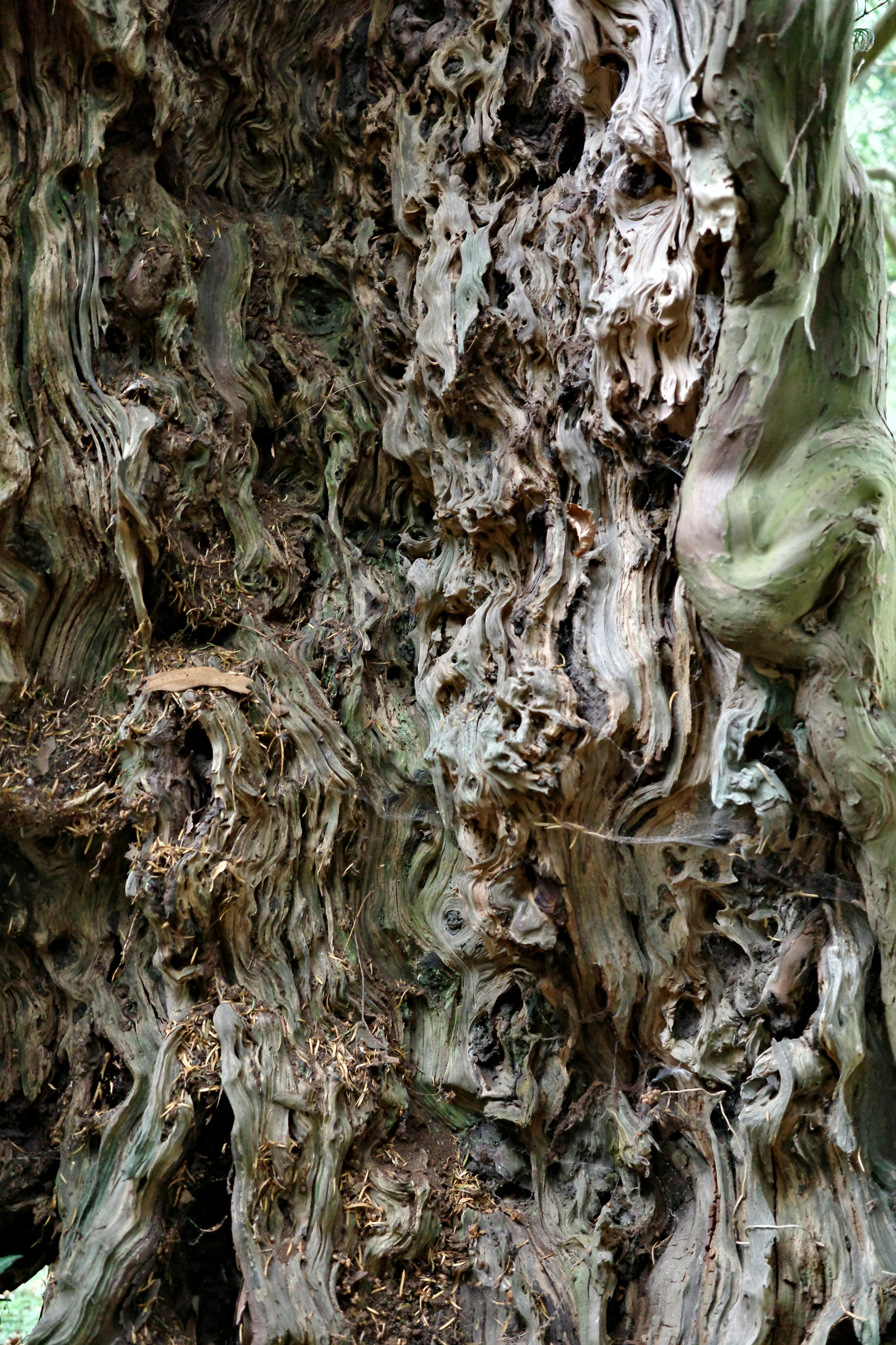 Photo by tomasrobertson