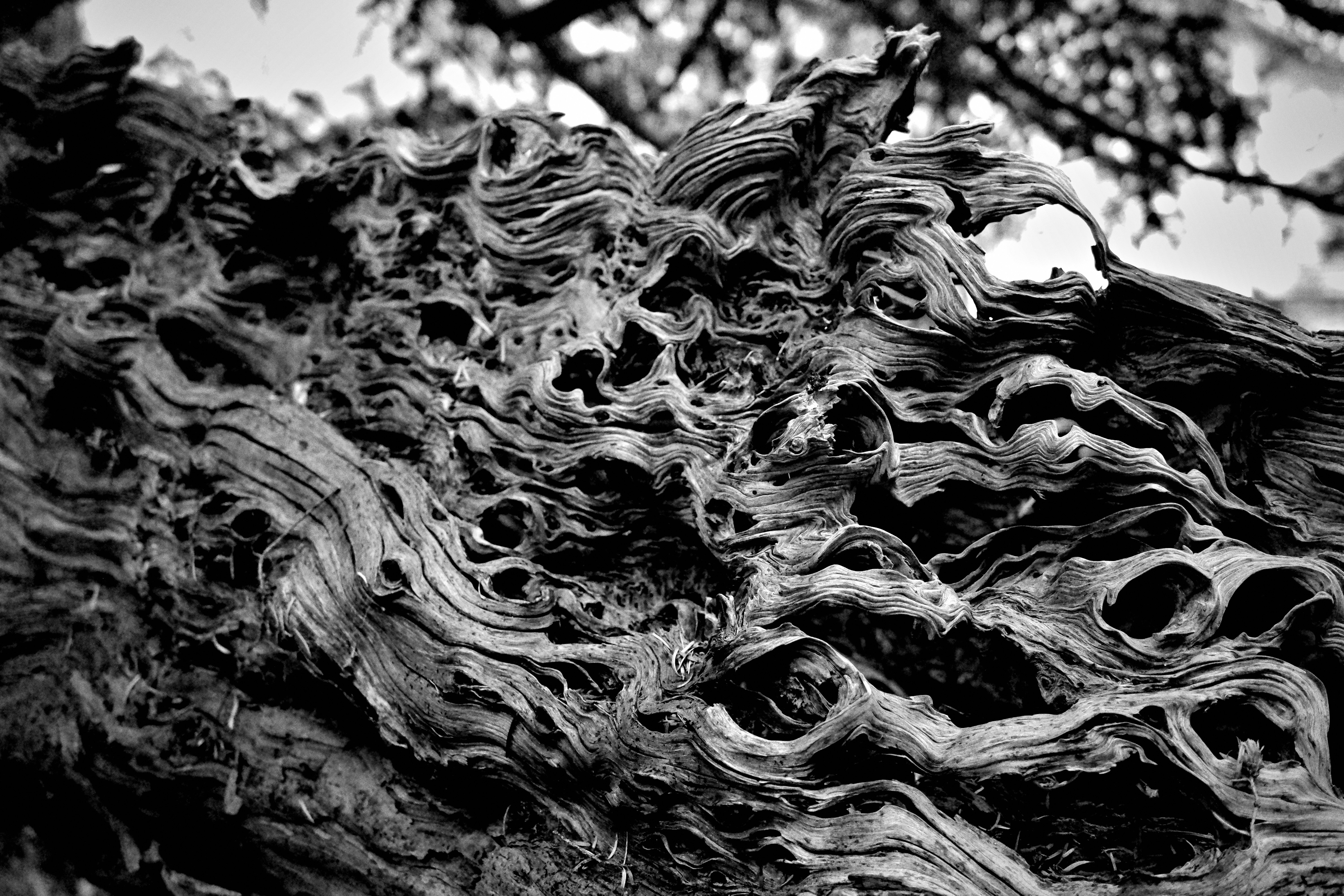 Photo by tomasrobertson