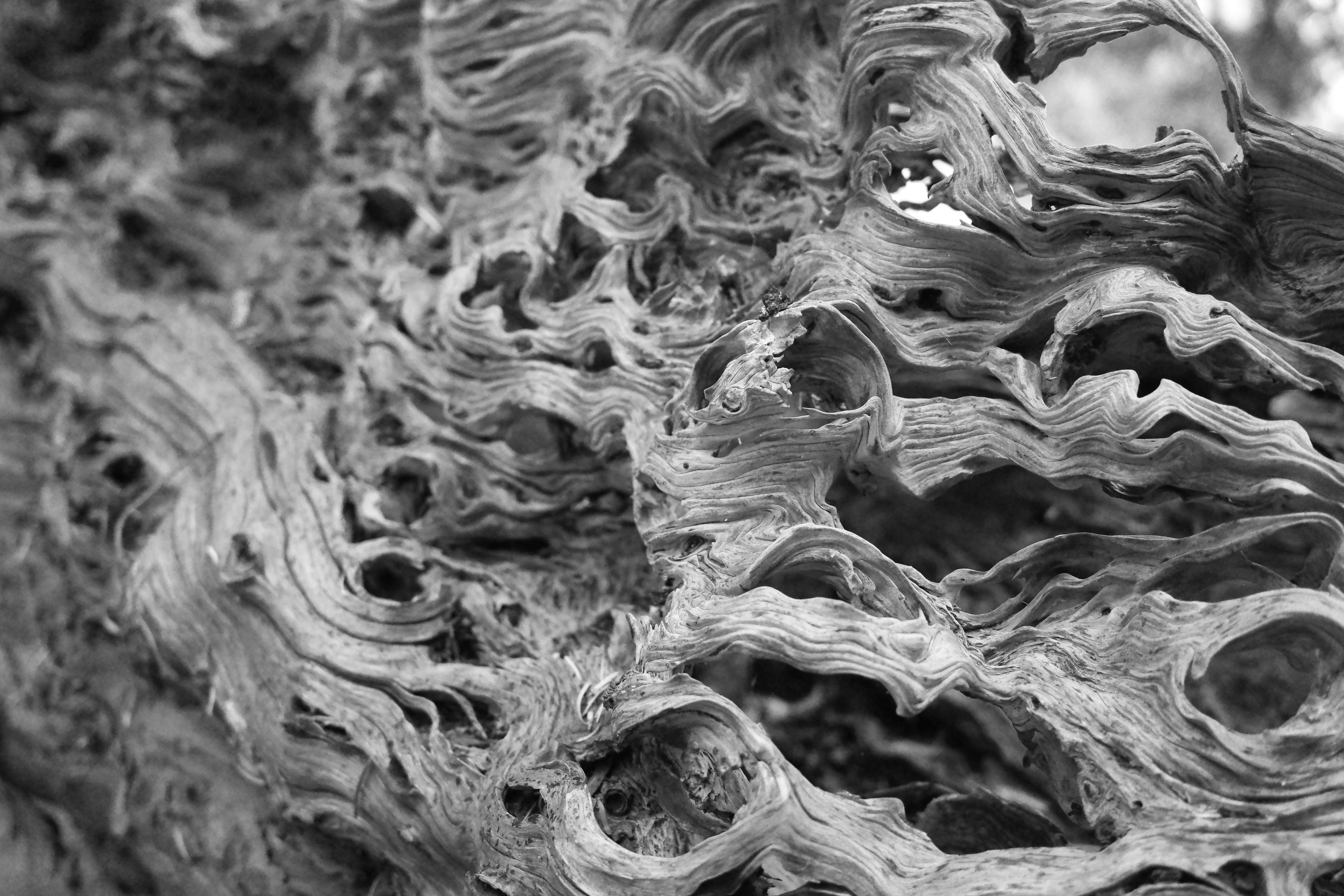 Photo by tomasrobertson