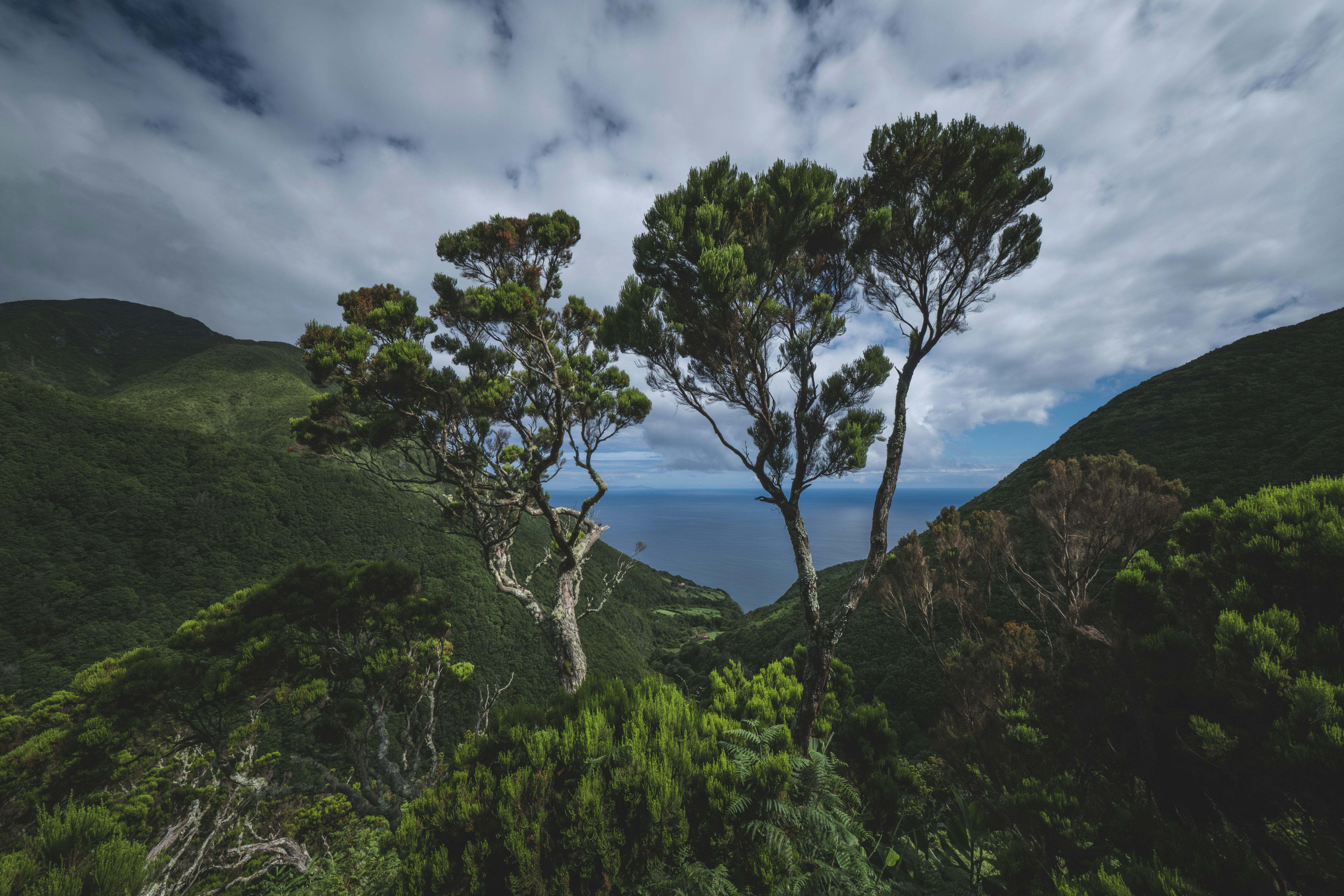 두 그루의 나무가 고요한 바다 전망을 내려다보고 있습니다.