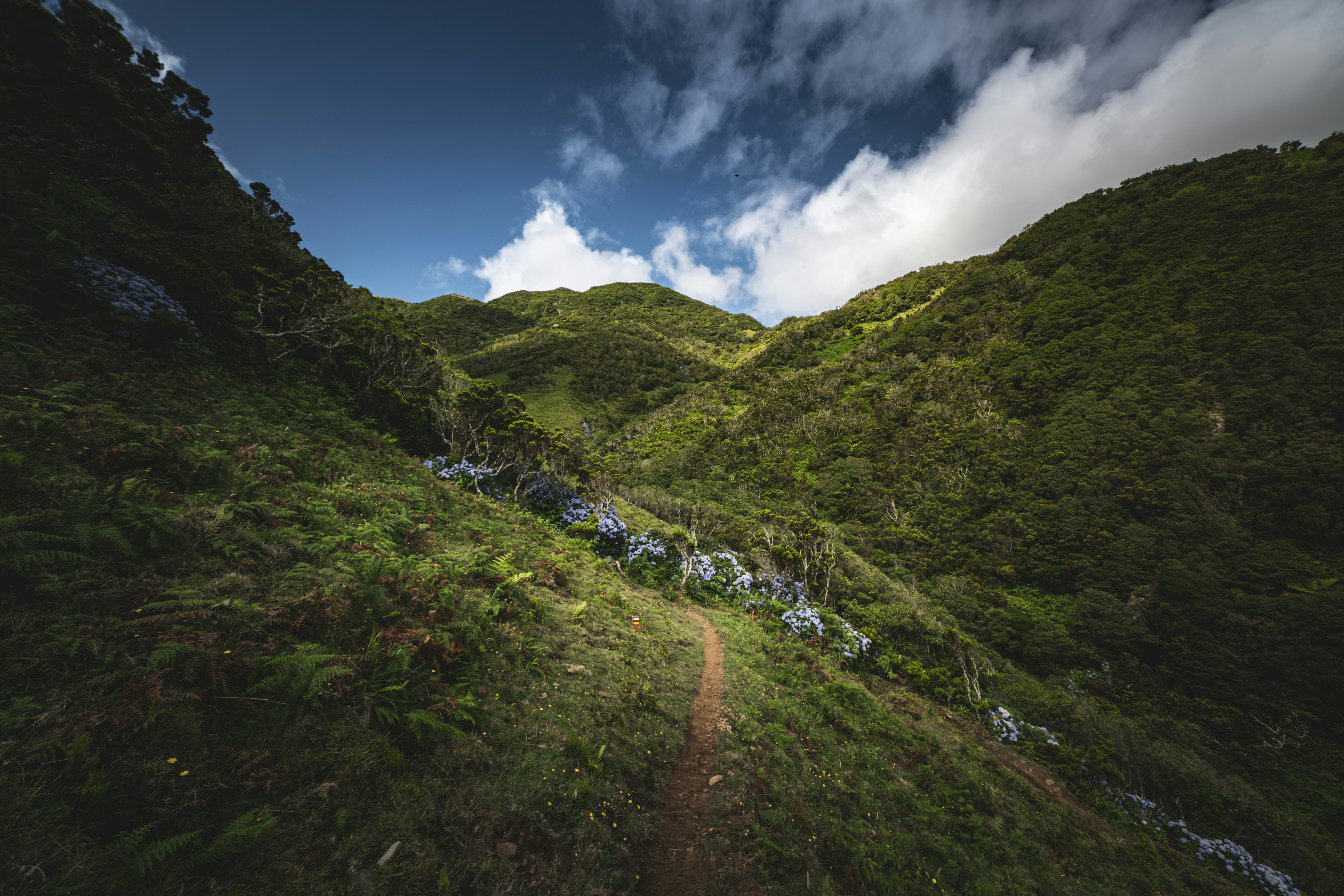 좁은 길이 무성한 녹색 산을 통과합니다.