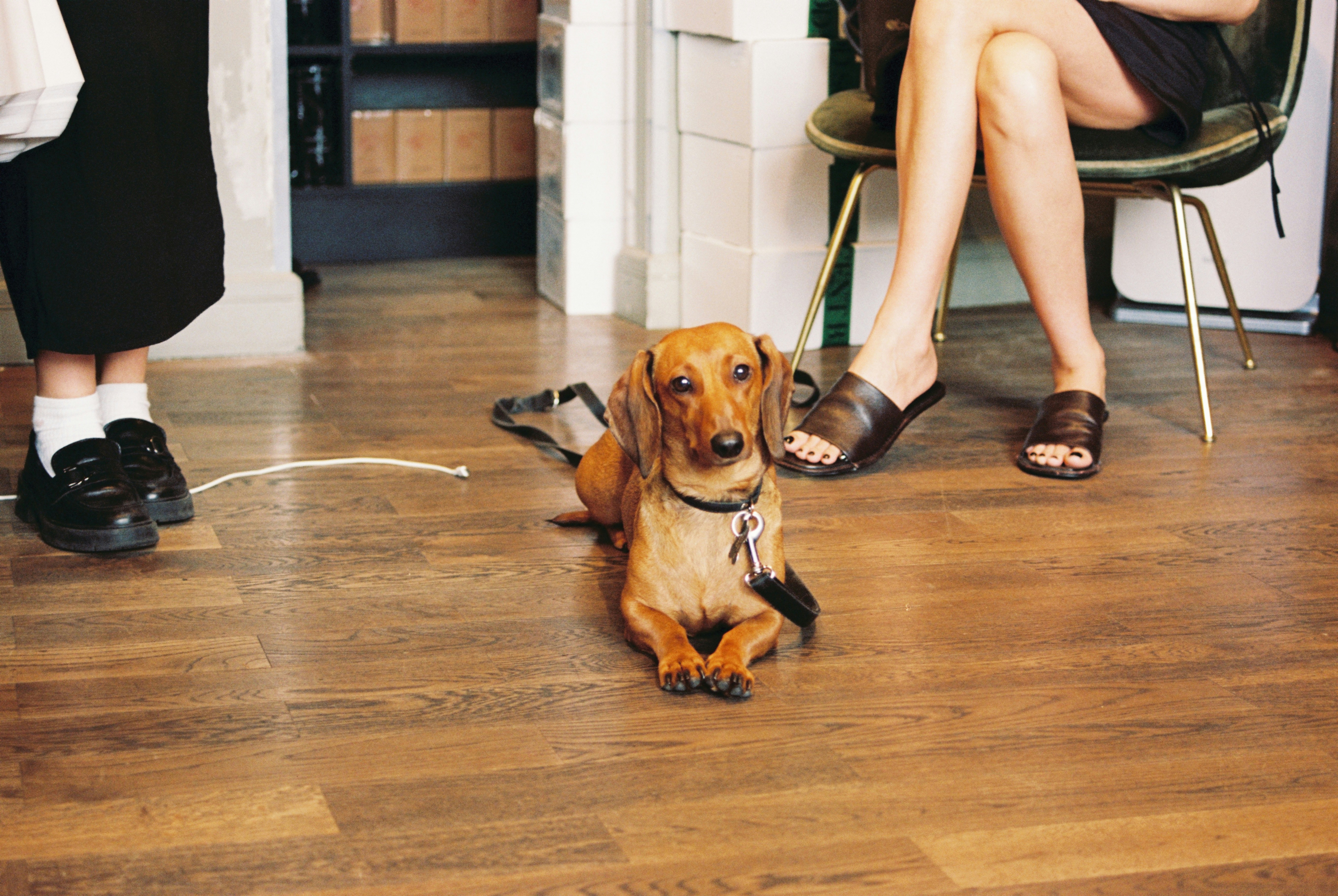 family playing with children pets on flooring