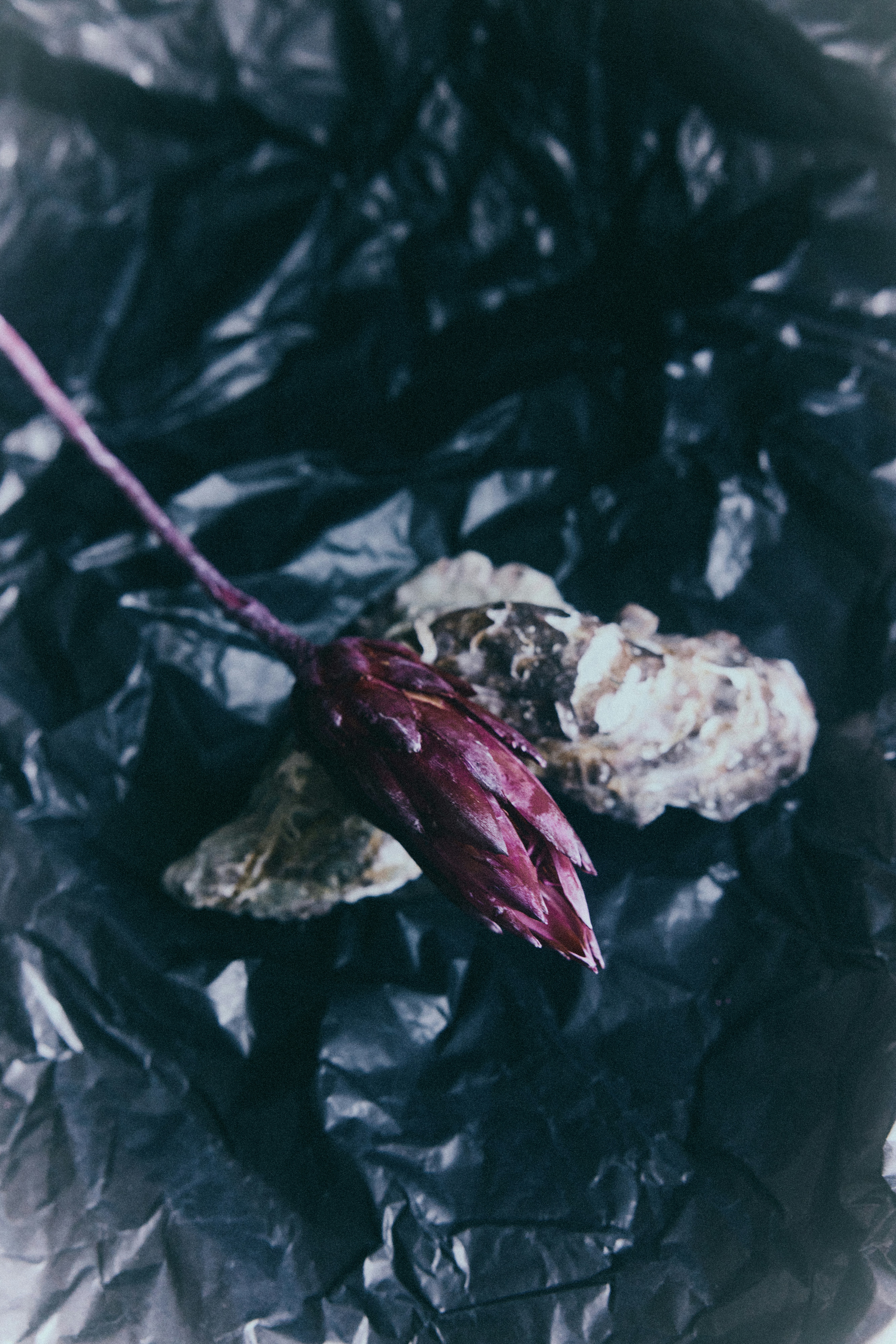 Eine einzelne violette Blütenknospe ruht auf Austern.