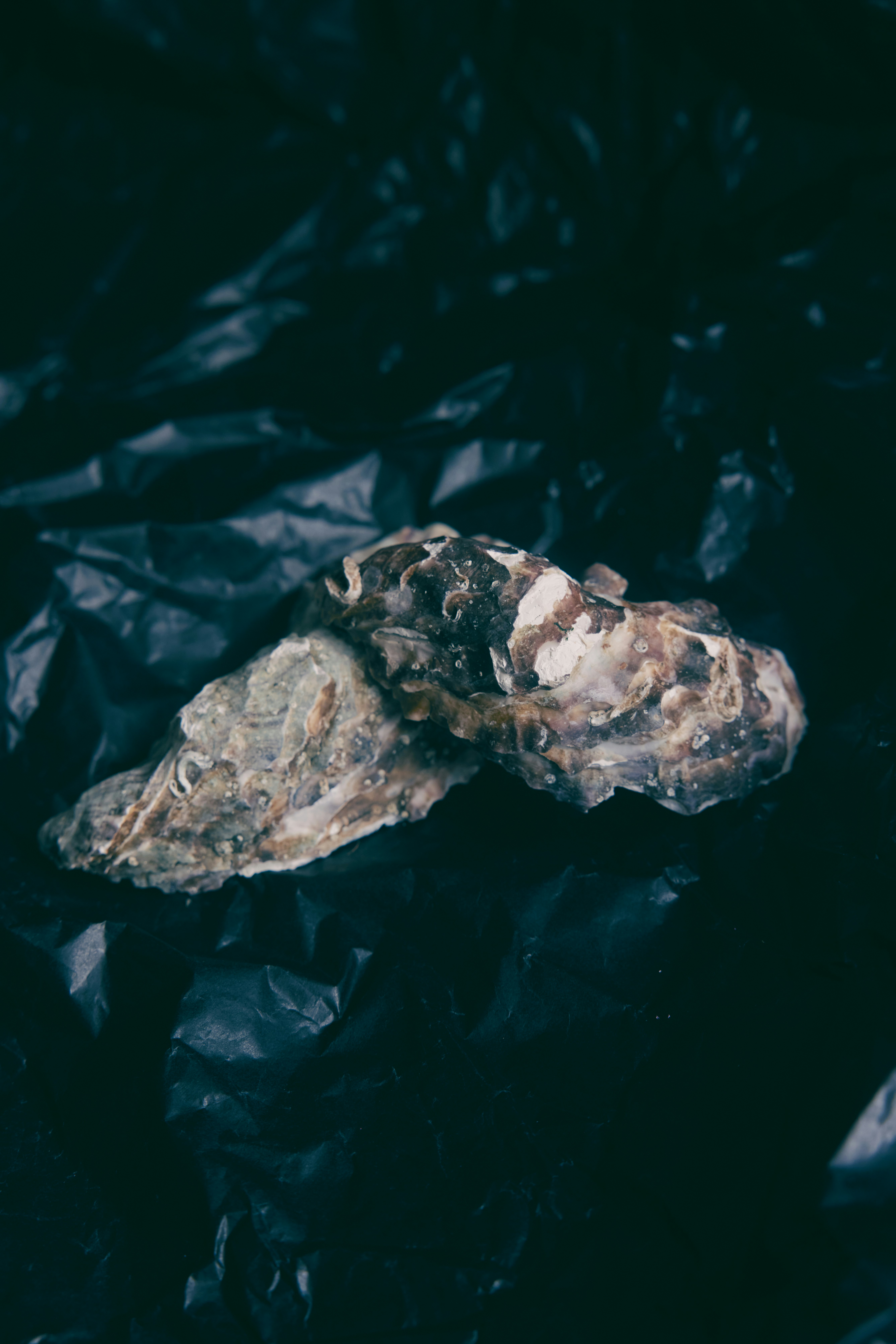 Zwei Austern auf einer schwarzen, zerknitterten Oberfläche