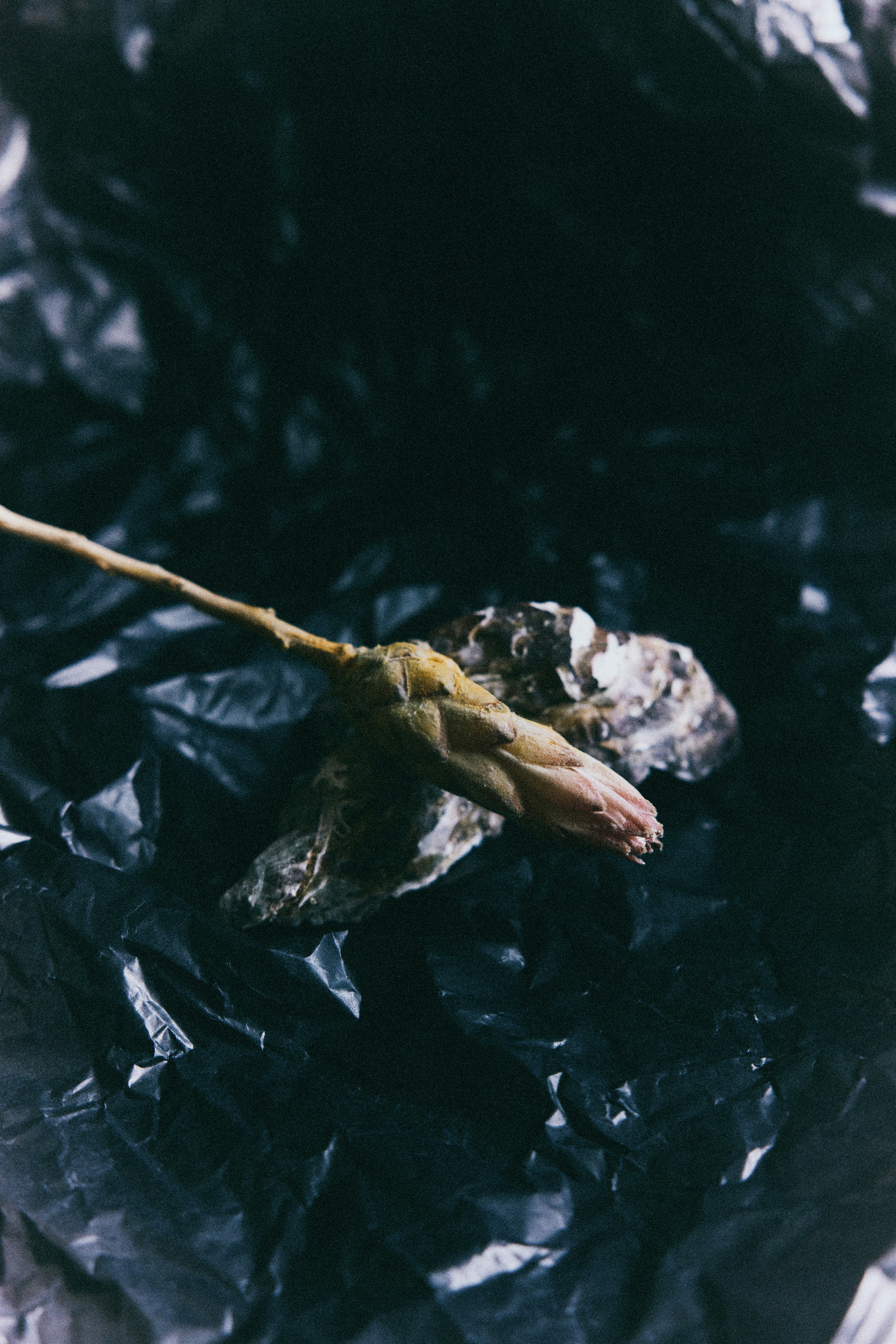 Eine einzelne getrocknete Blüte ruht auf schwarzem, zerknittertem Material.