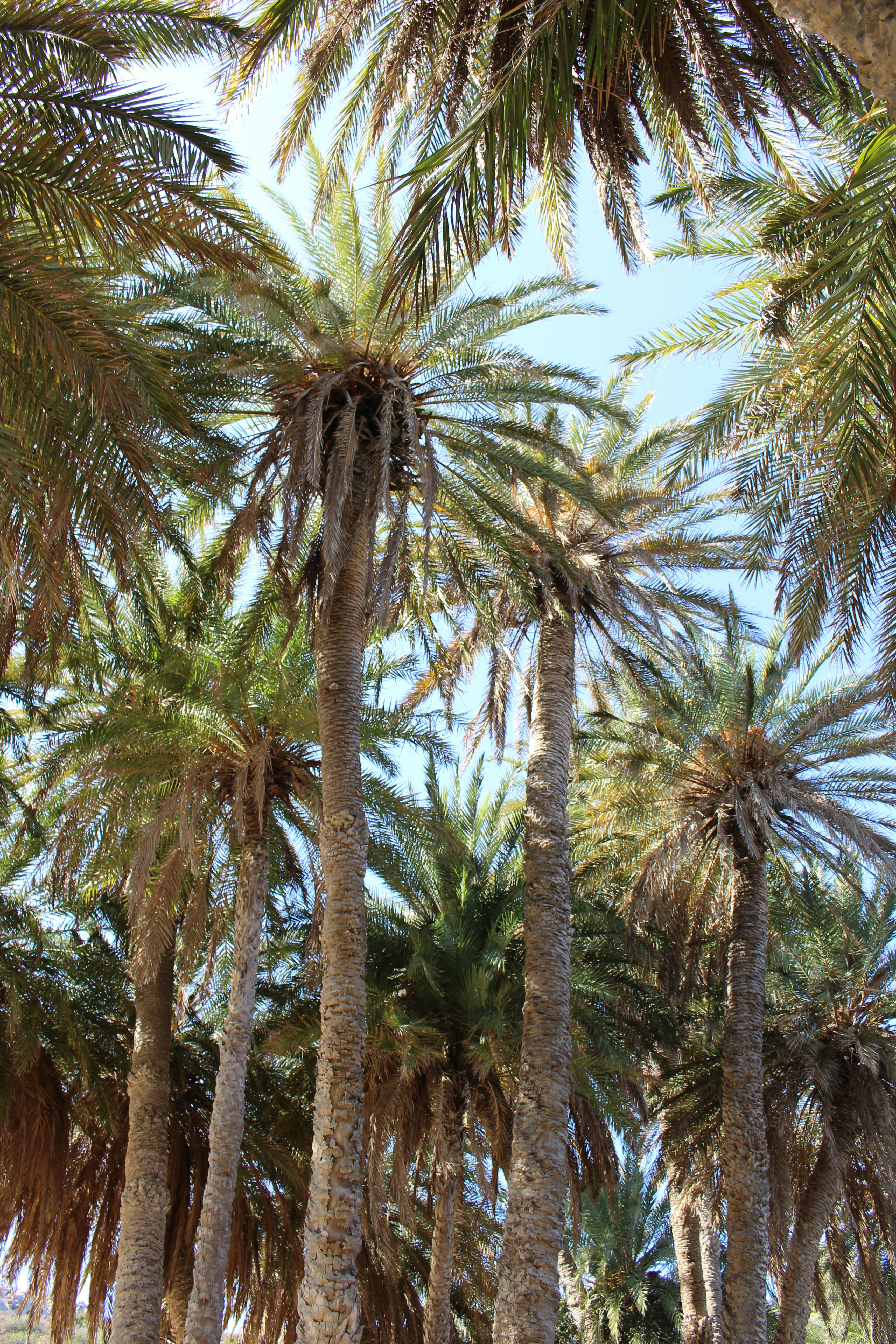 Tall palm trees against a clear blue sky.