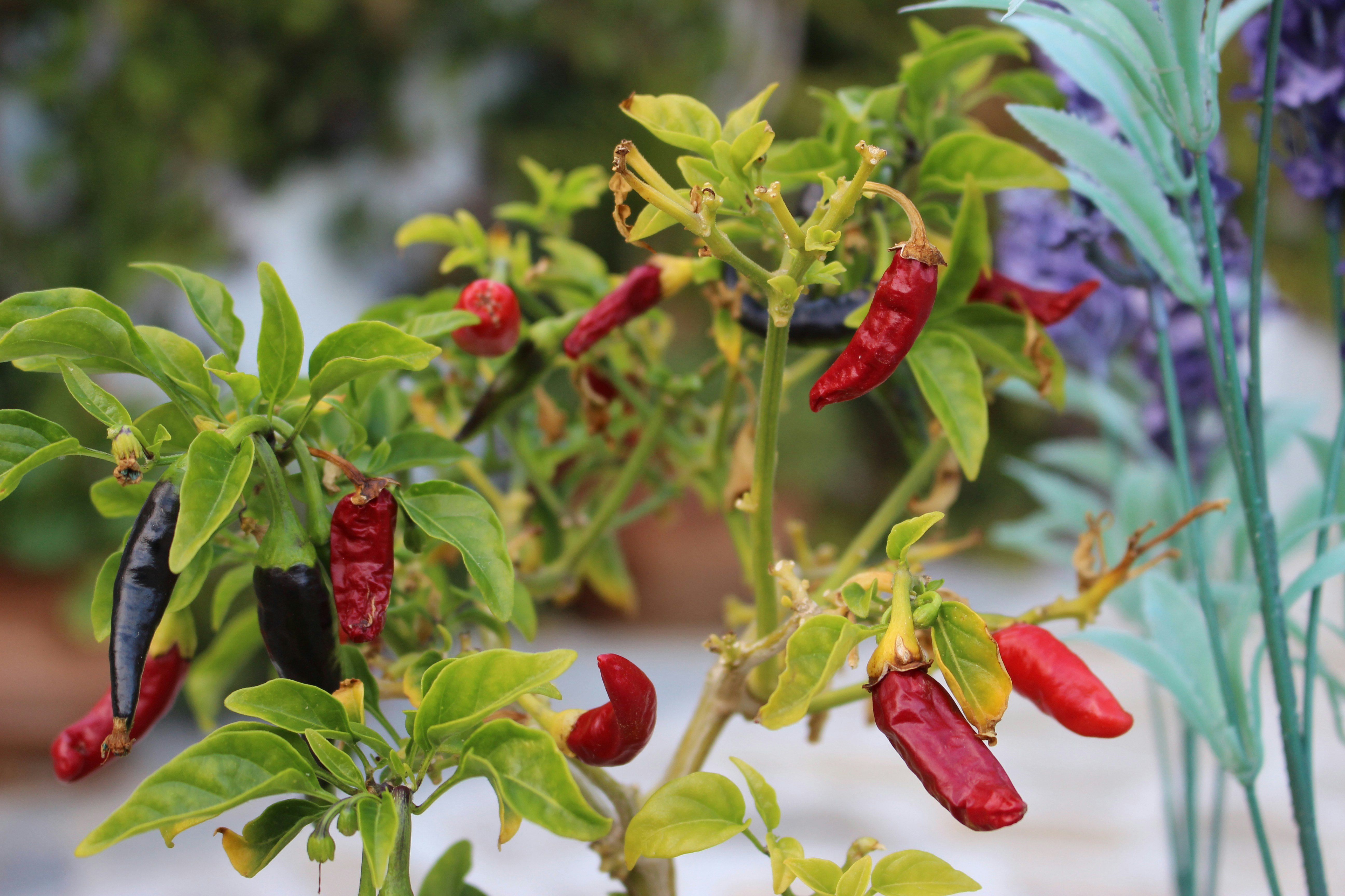 Red and black chili peppers growing on a plant.