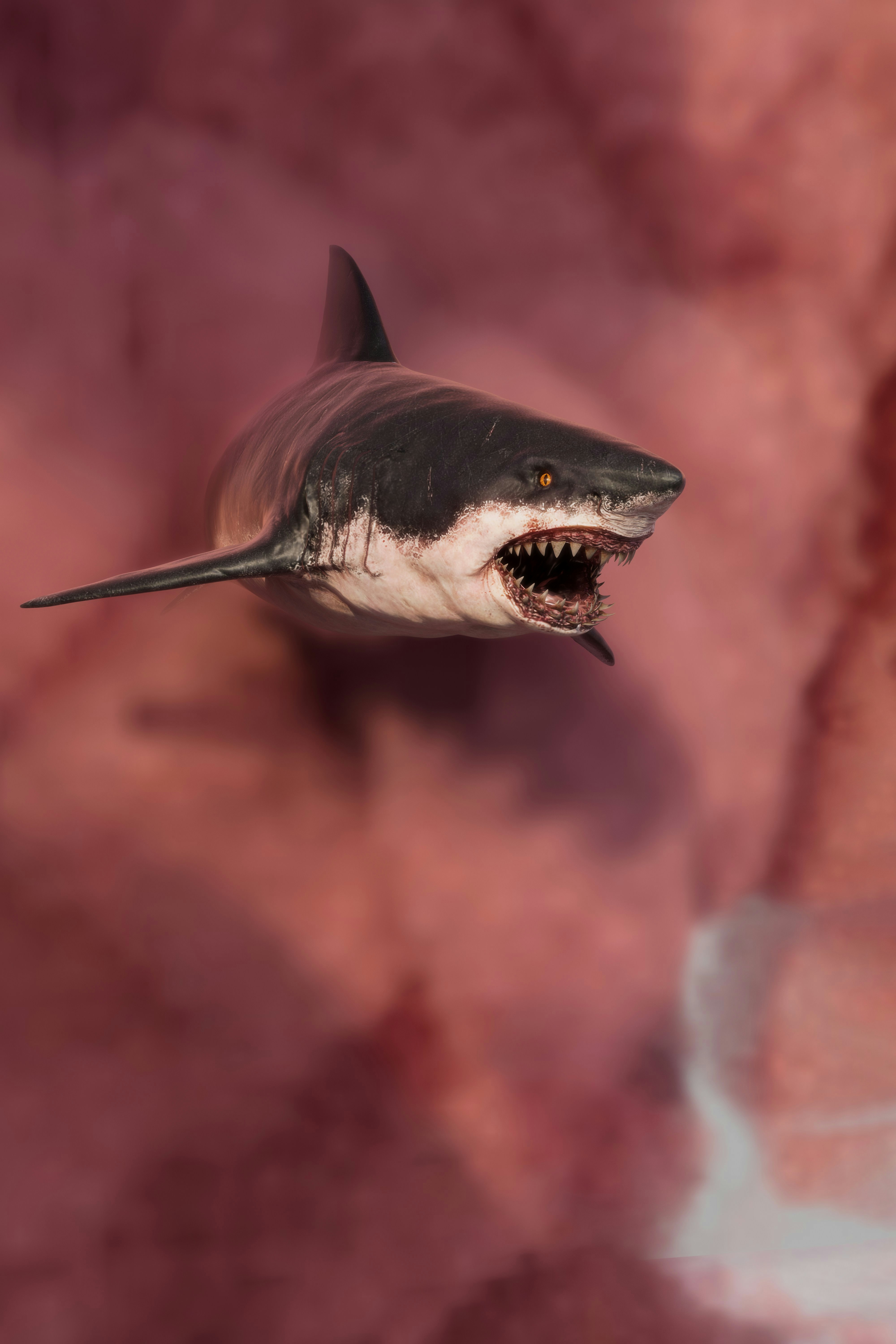 A great white shark with mouth open swims.