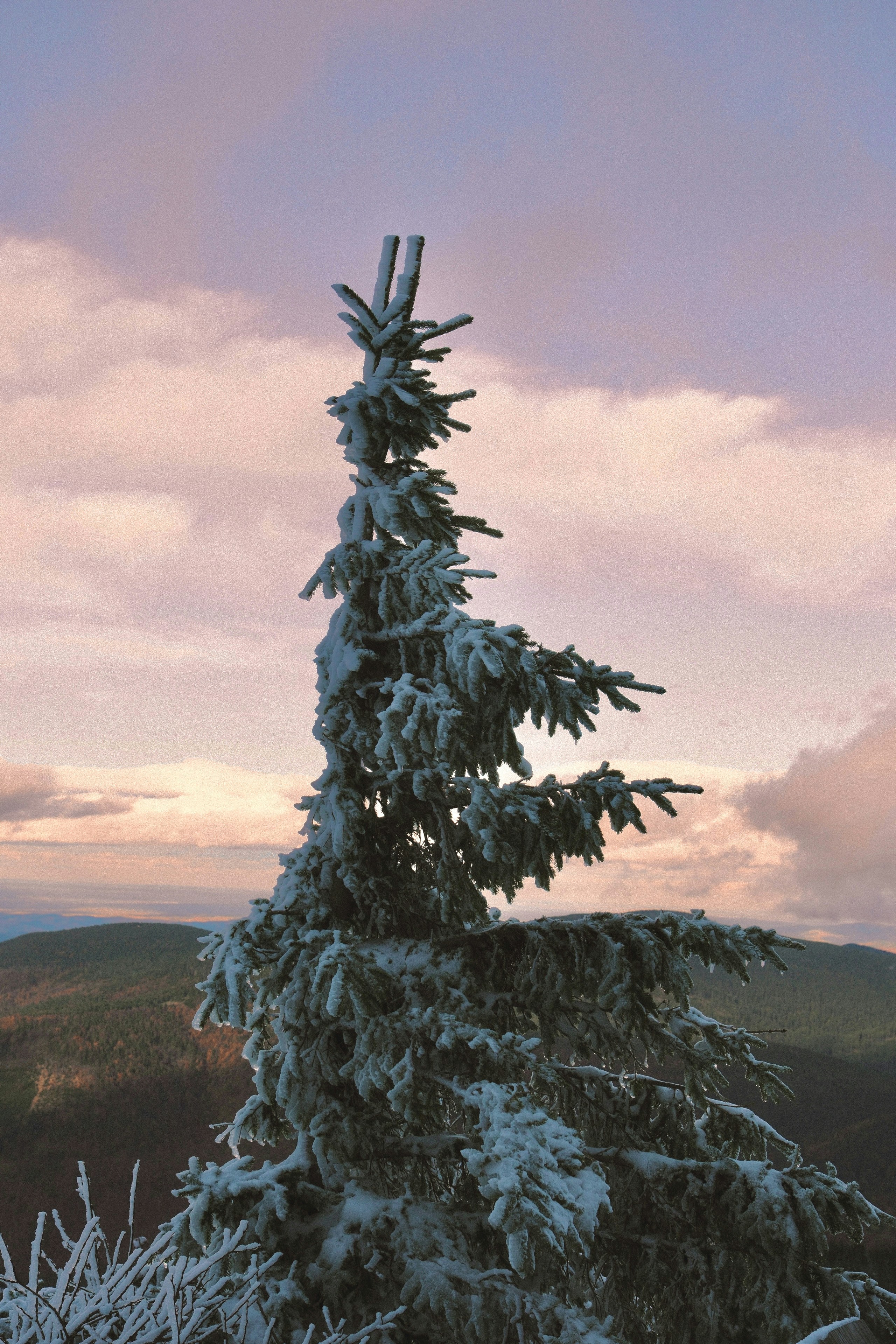 Snow-covered evergreen tree against a pastel sky
