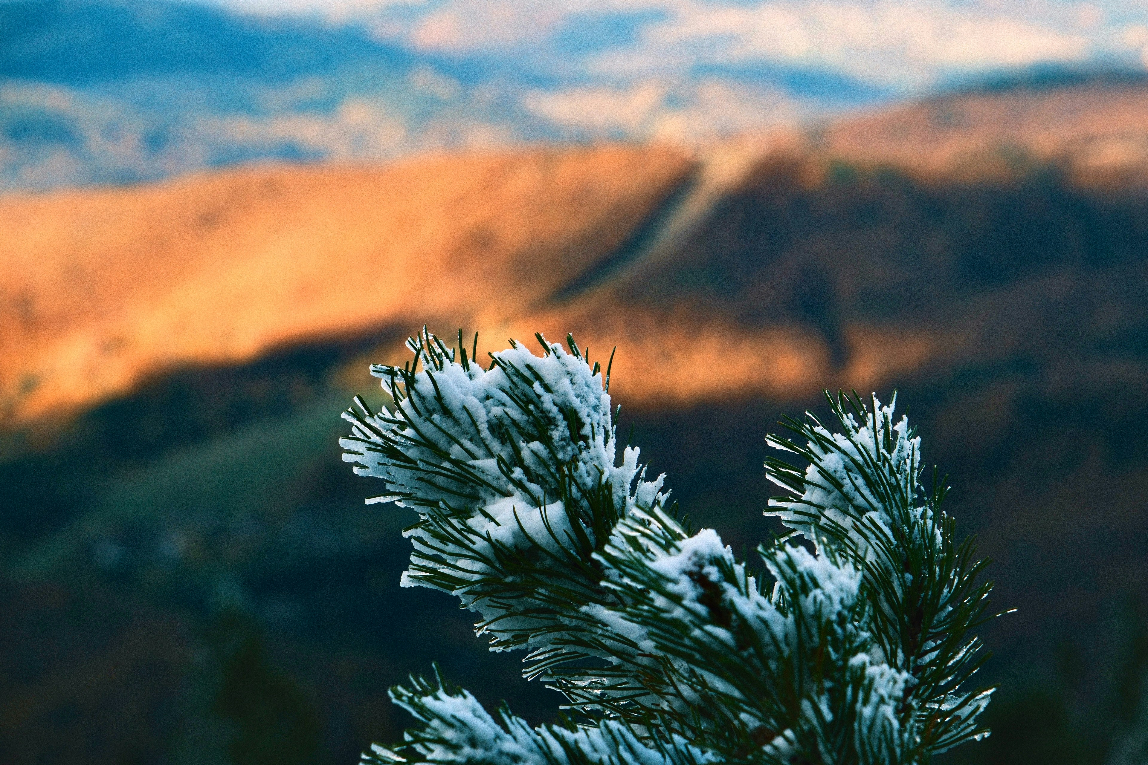 Pine needles covered in frost with autumn hills behind.