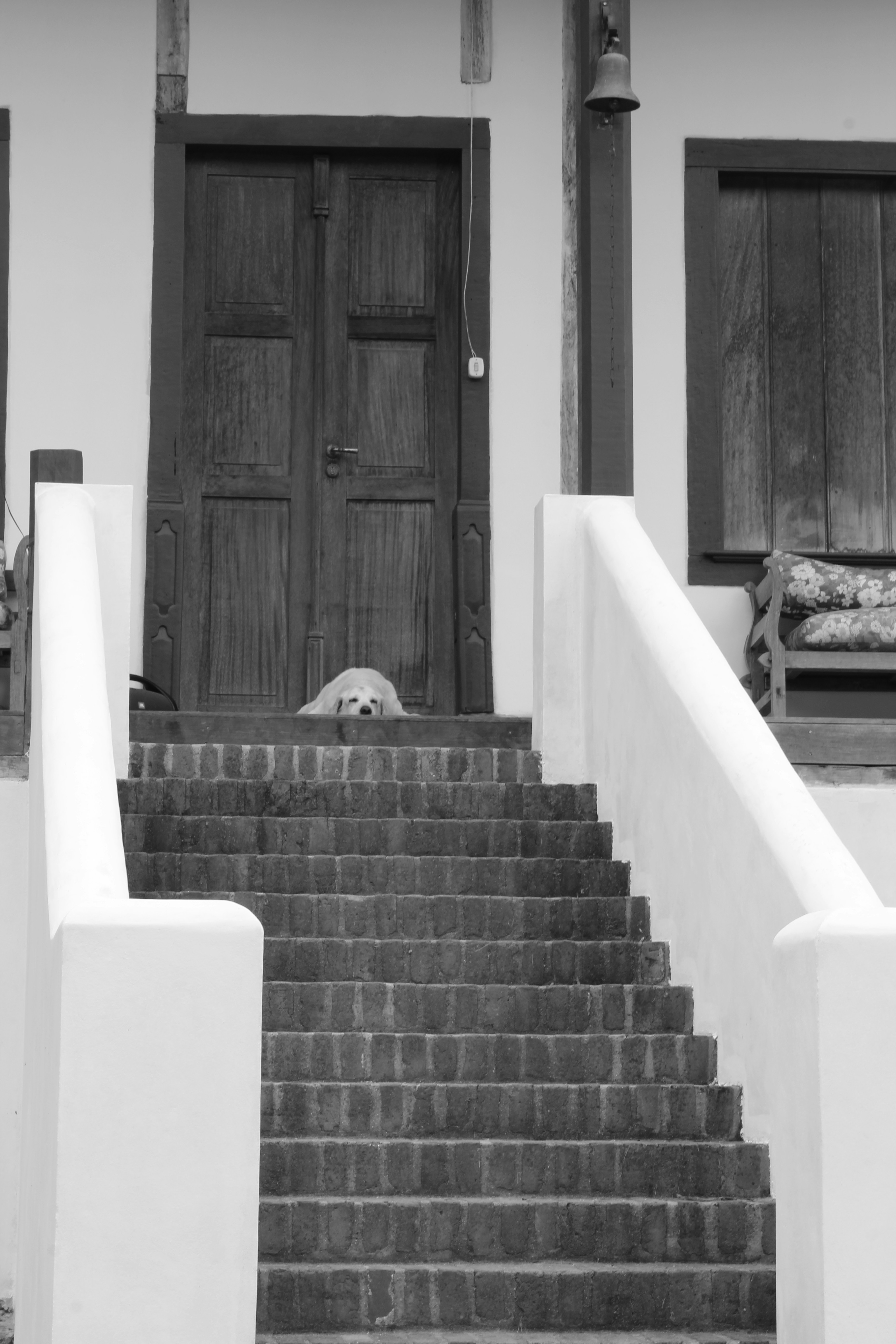 Dog rests on steps in front of a wooden door.