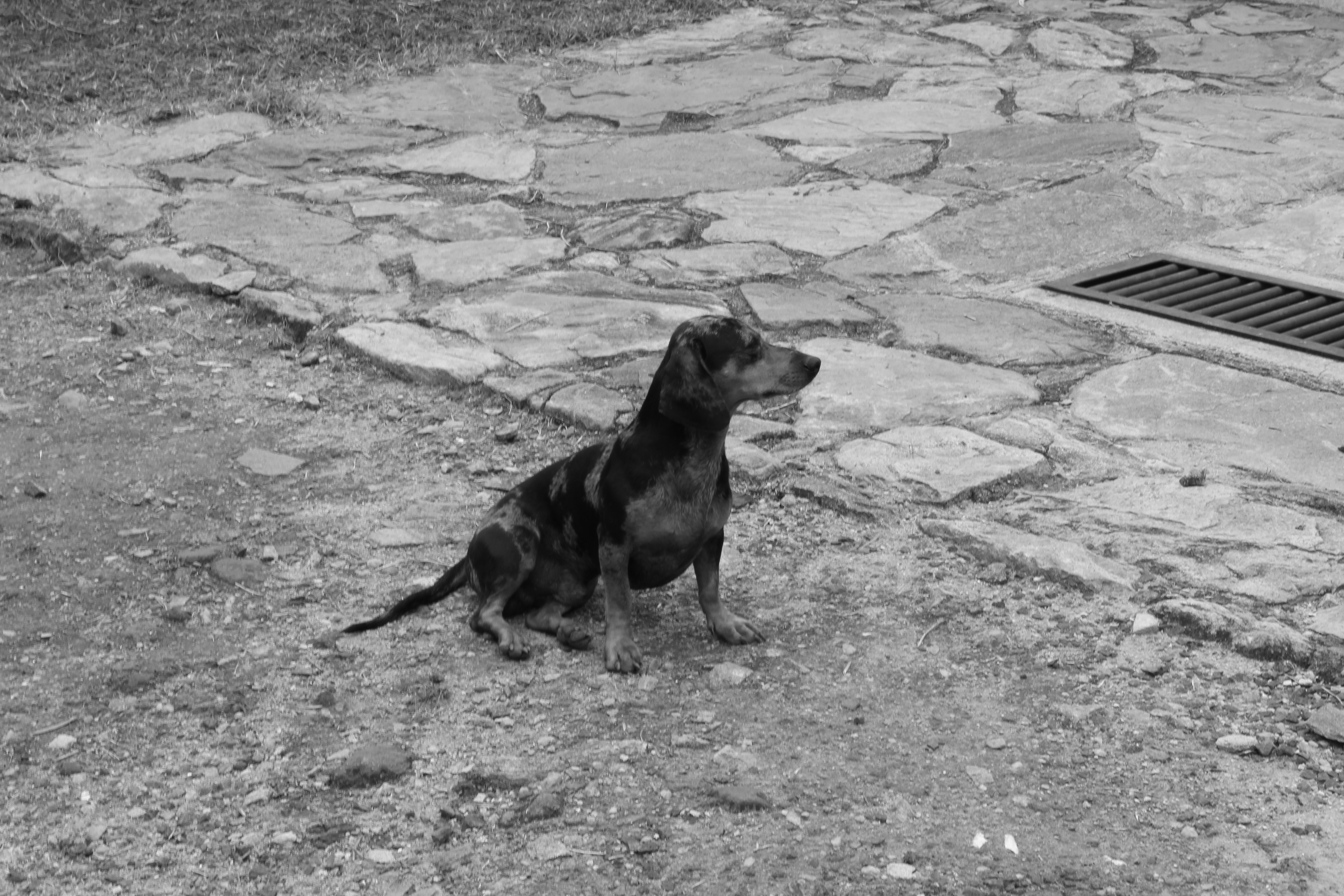 A small dog sits on a gravel path.