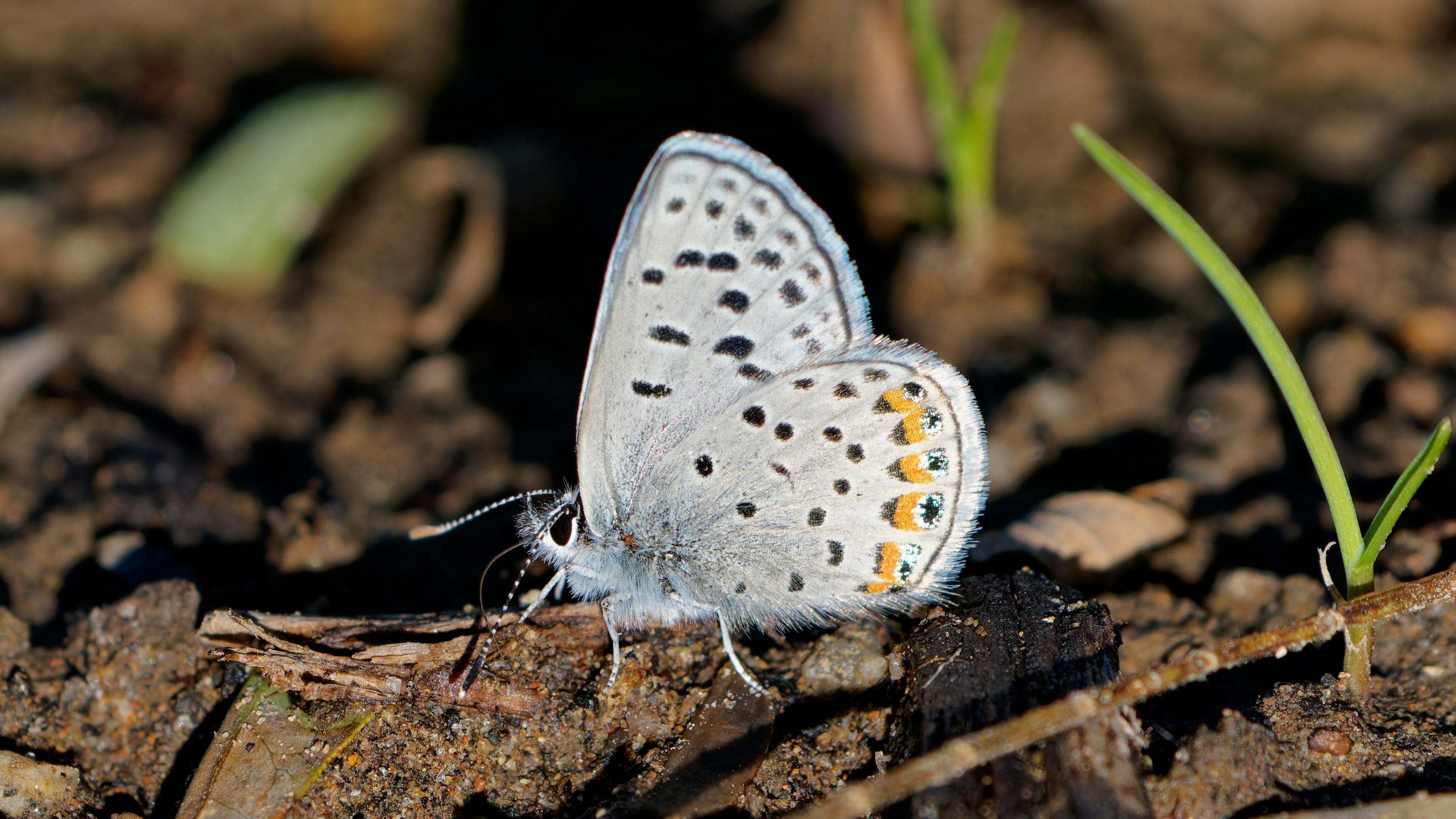 Photo by patrickbigelow_zoom_in