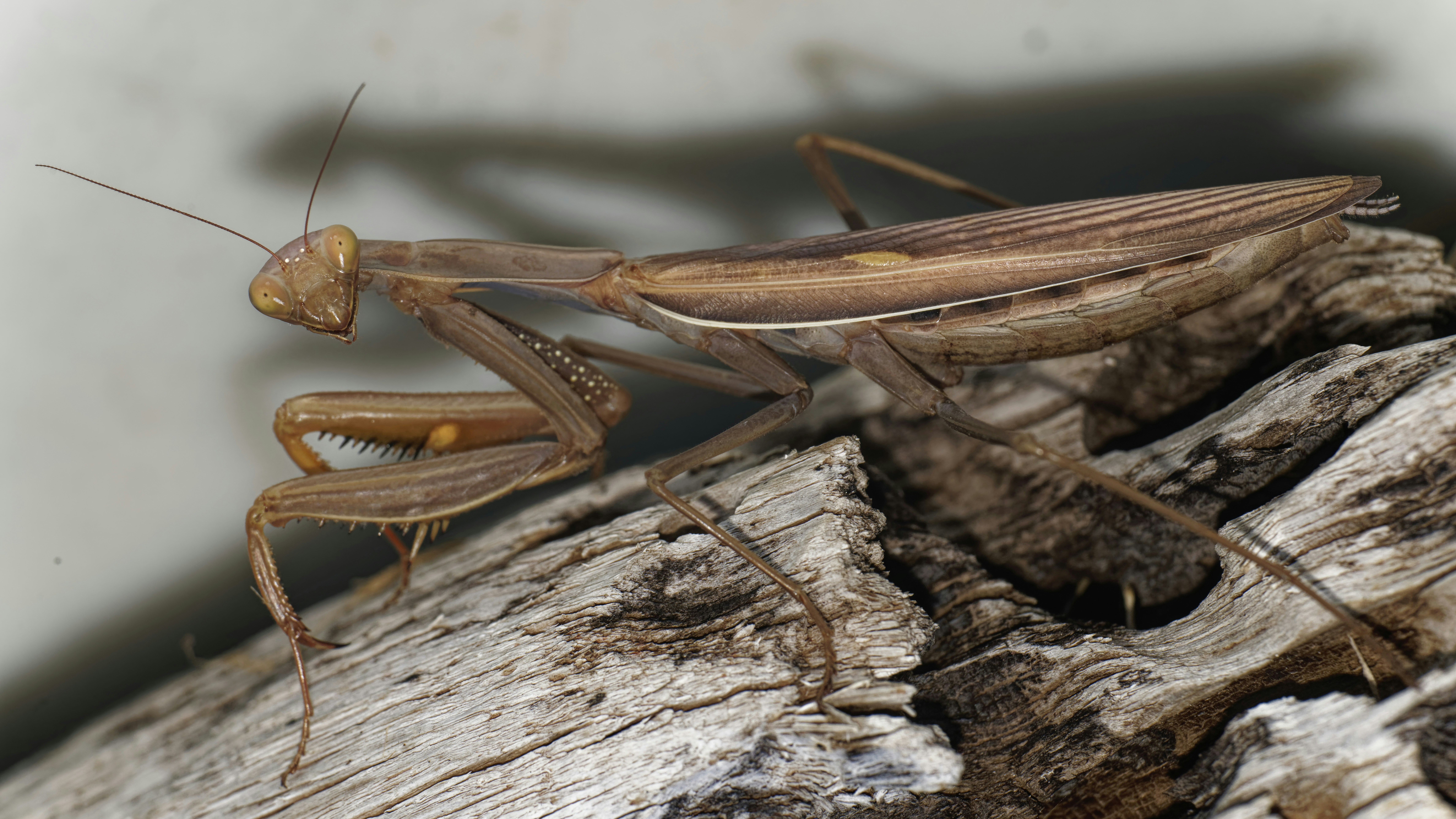 Photo by patrickbigelow_zoom_in