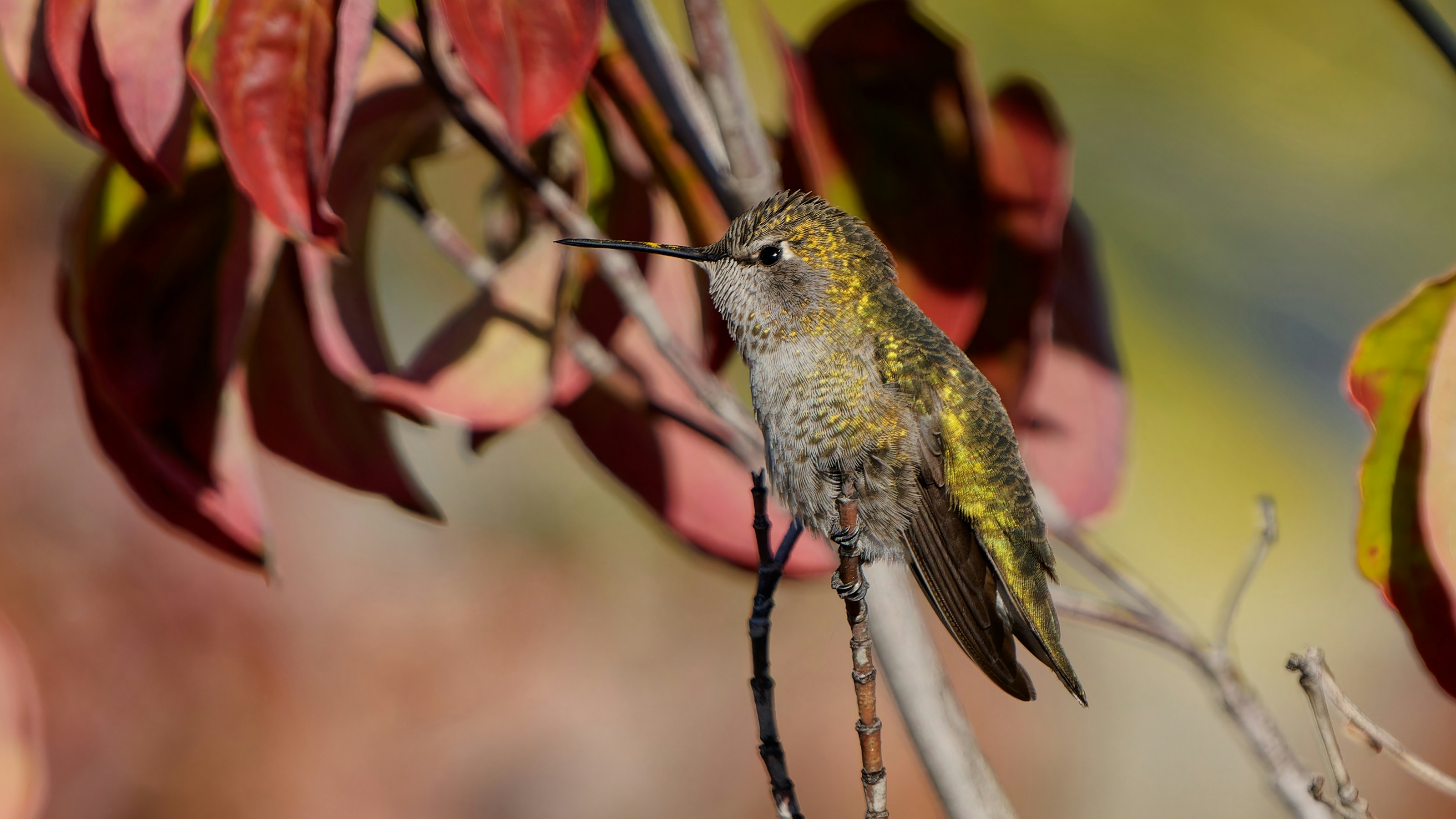 A hummingbird rests on a branch with autumn leaves.